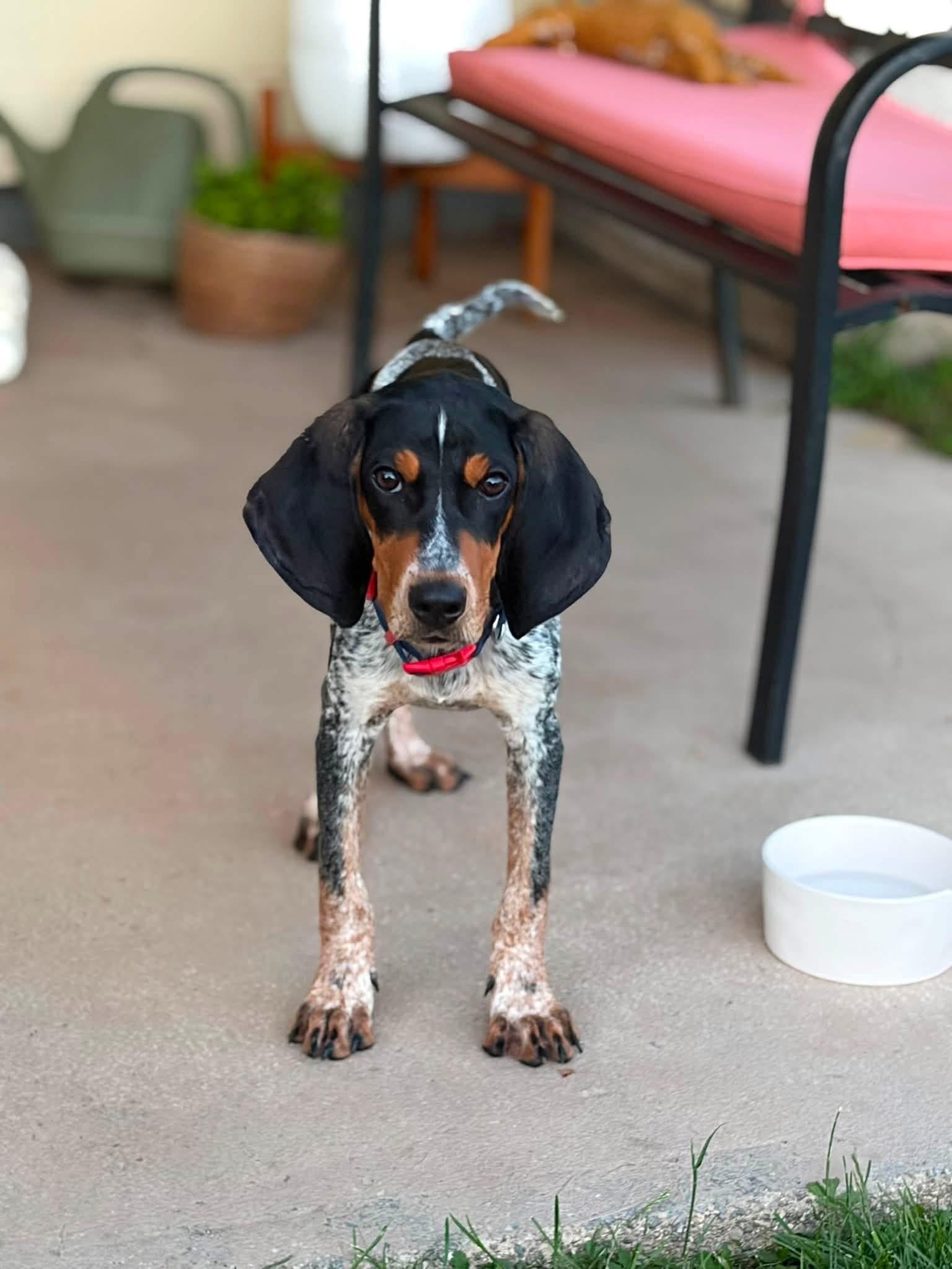 Banjo, ADOPTABLE, Young Male Bluetick Coonhound.
