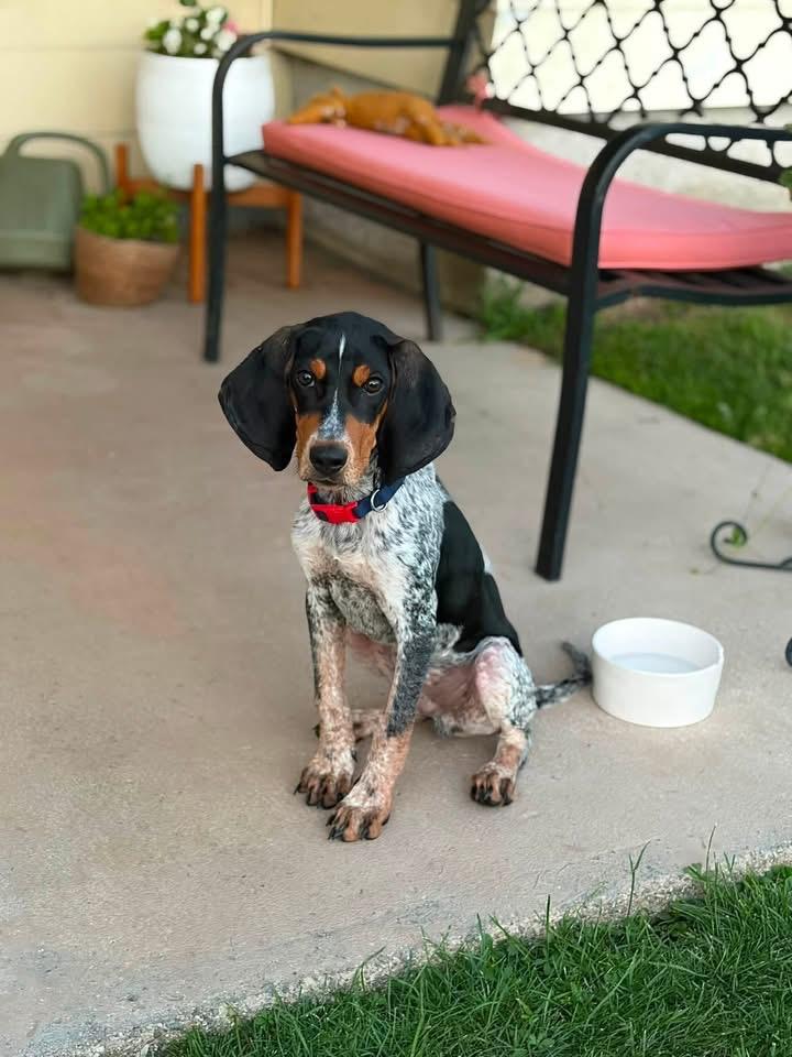 Banjo, a ADOPTABLE Bluetick Coonhound in East Amherst, NY image 2/5