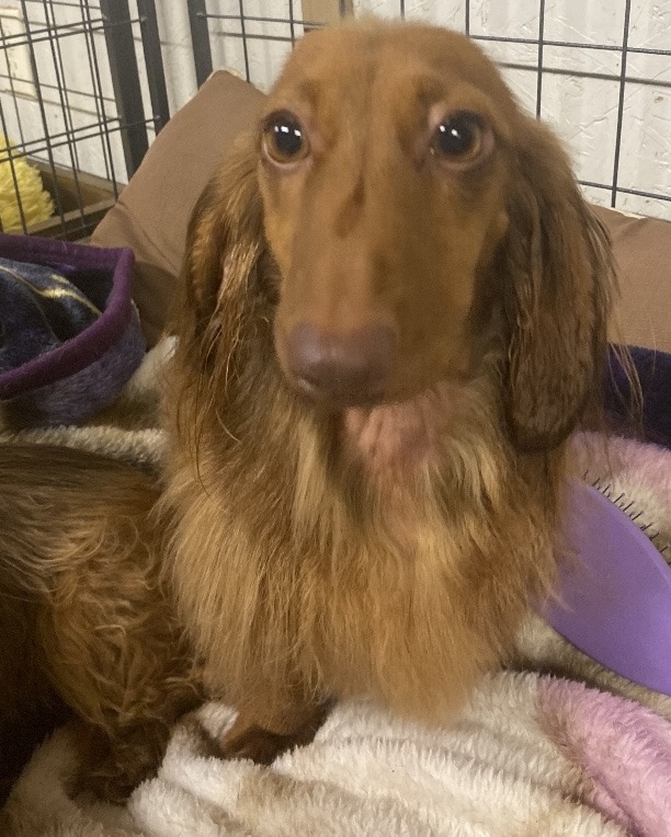 Enlarge Finn, a Adopted Dachshund (Miniature Long Haired) in Royse City, TX image 1/1
