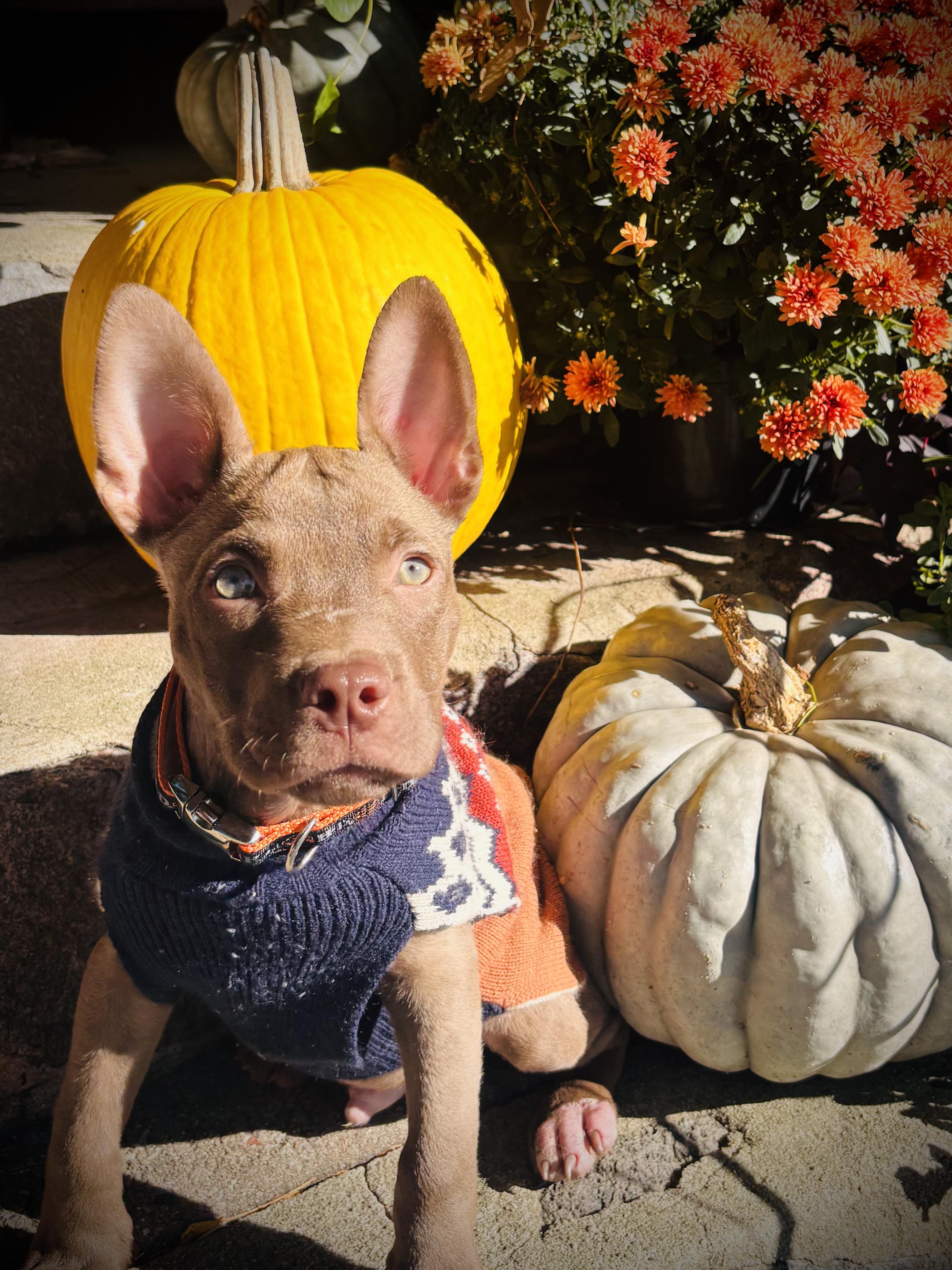 Reed The Perfect Puppy! thumbnail 2