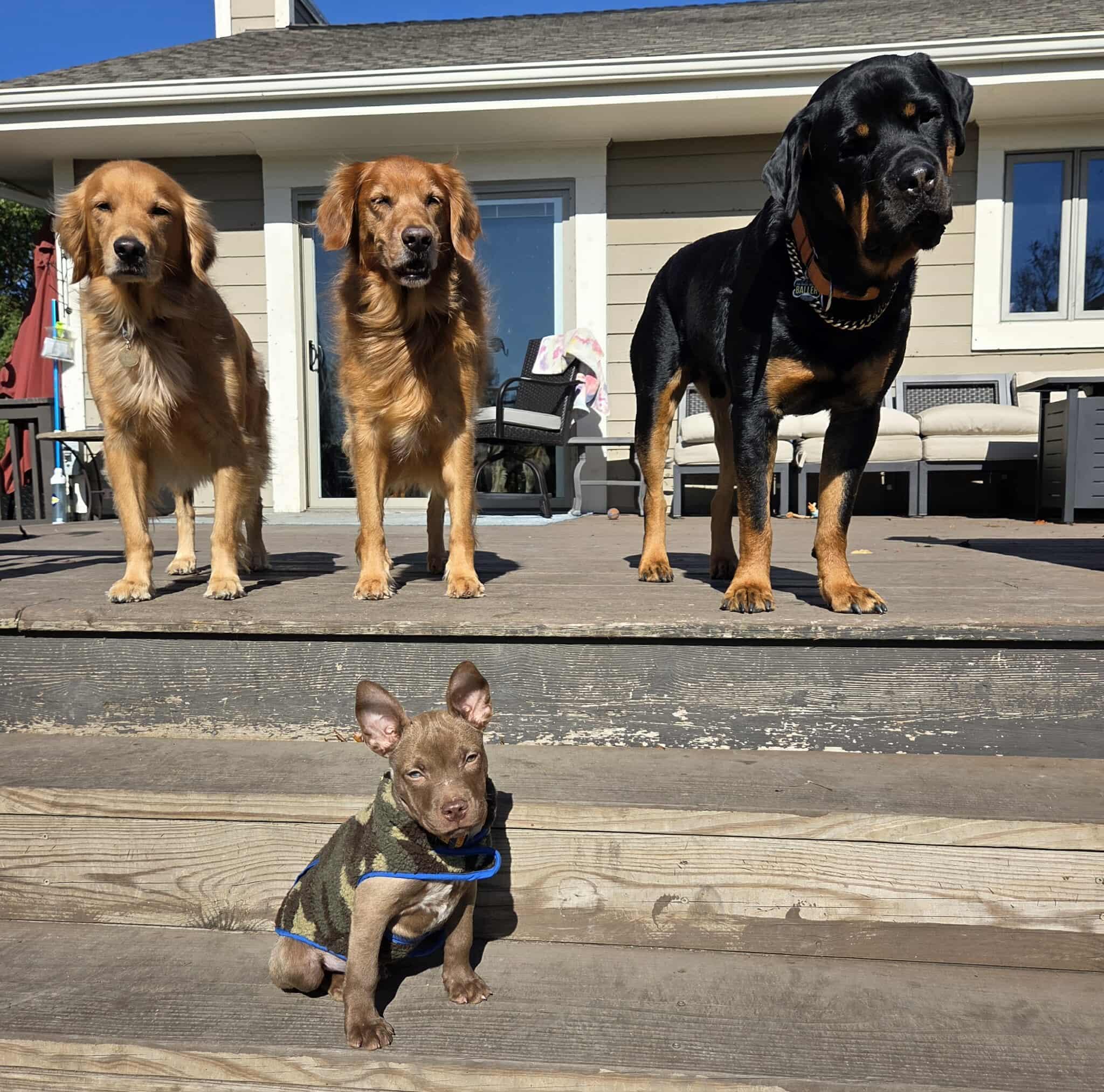 Reed The Perfect Puppy! thumbnail 4