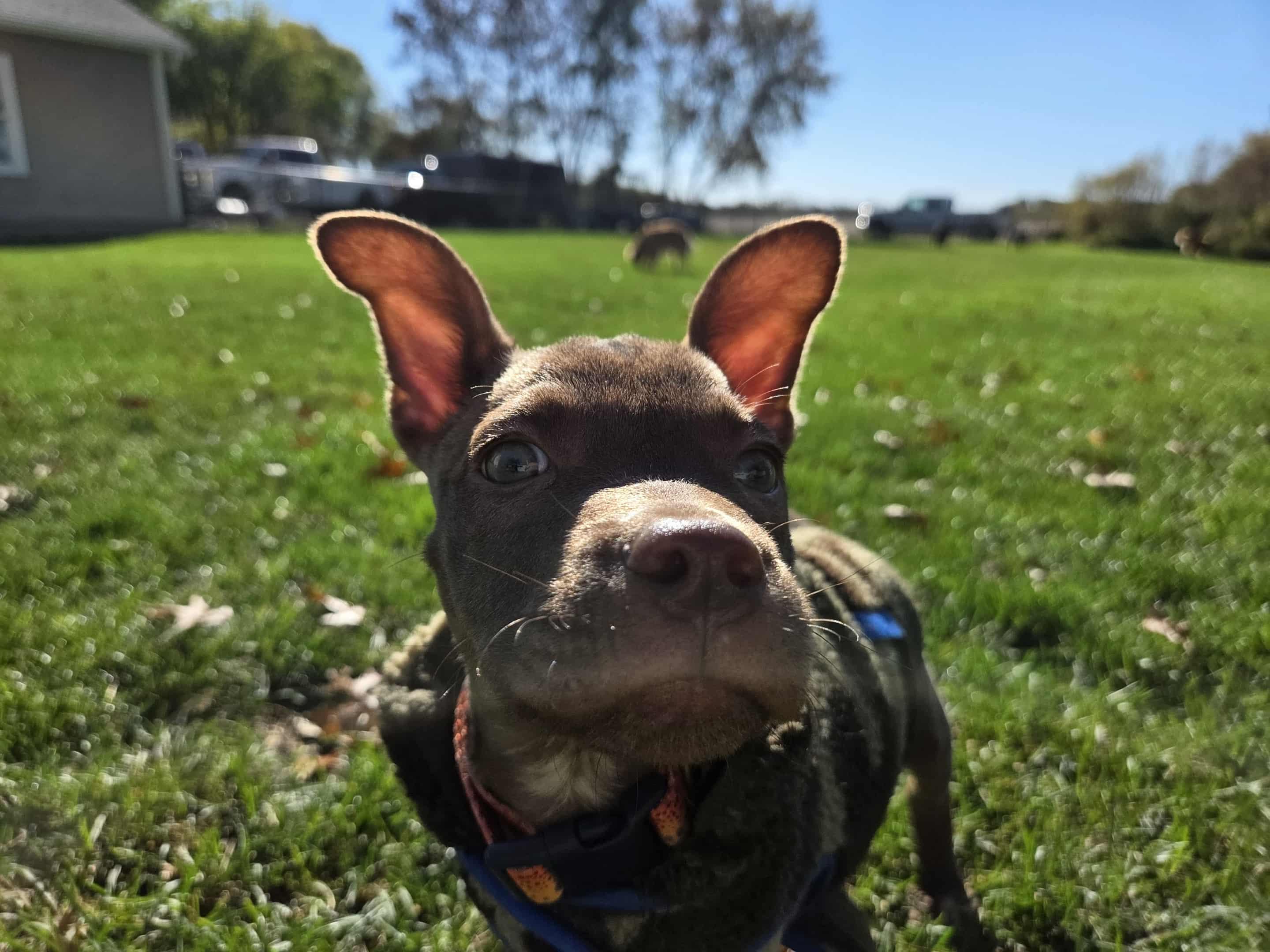 Reed The Perfect Puppy! thumbnail 5