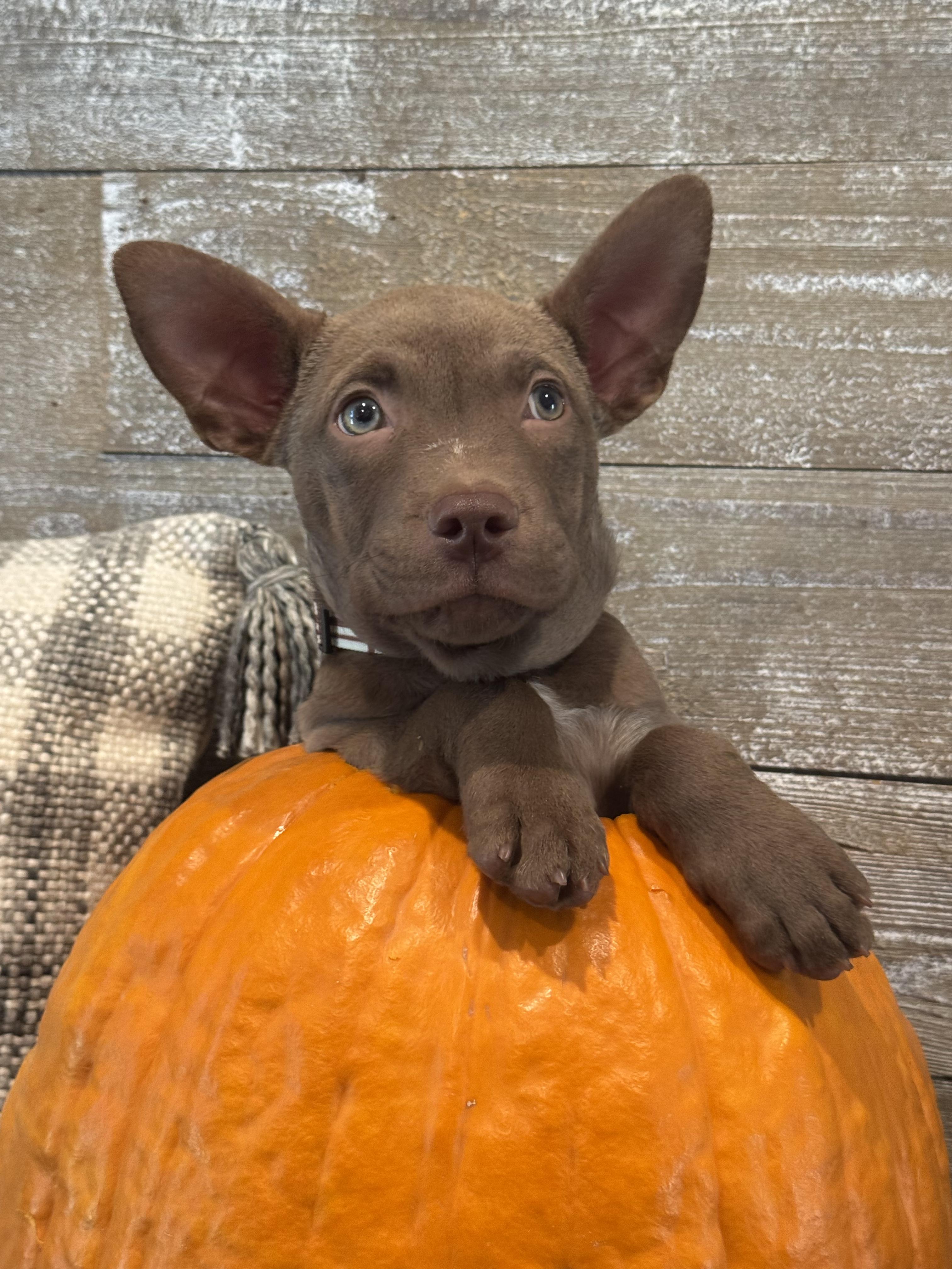 Reed The Perfect Puppy!