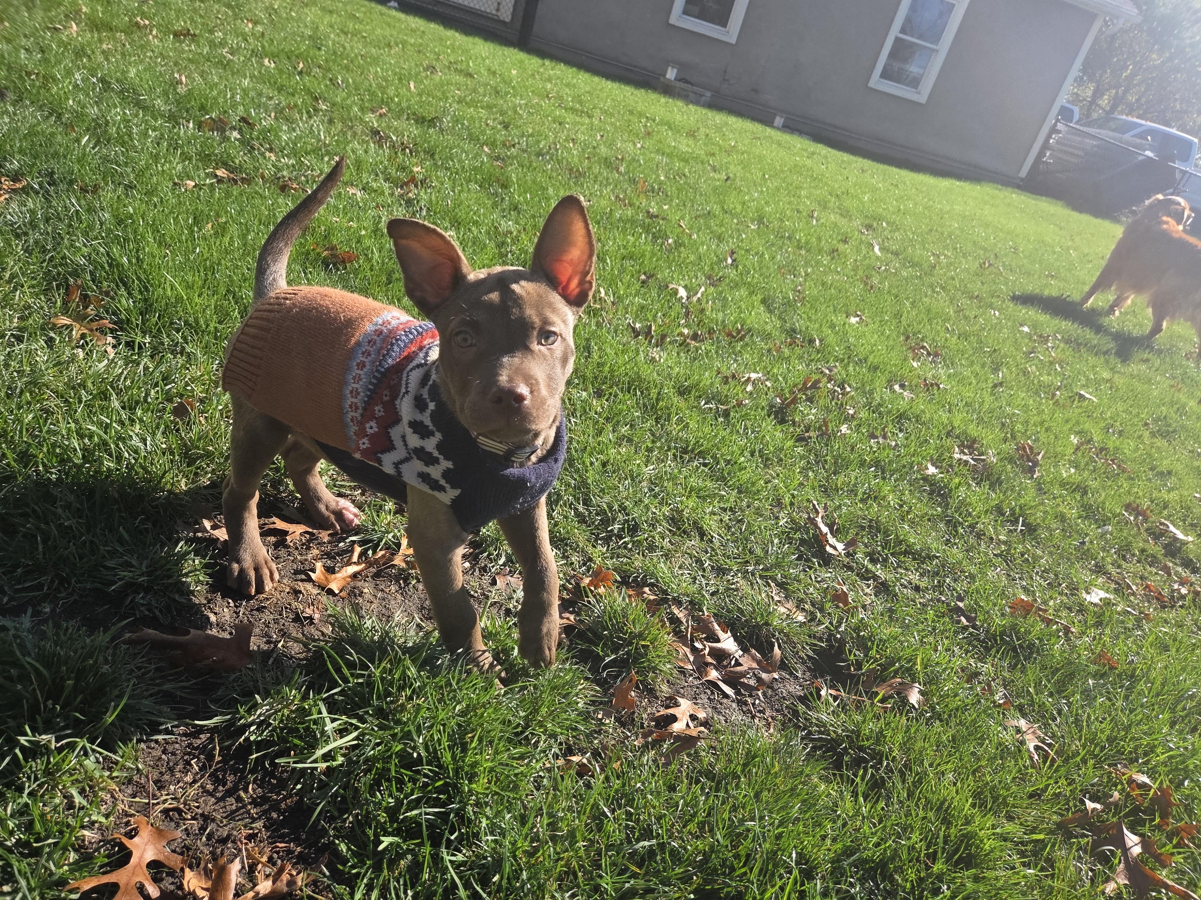 Reed The Perfect Puppy! thumbnail 6