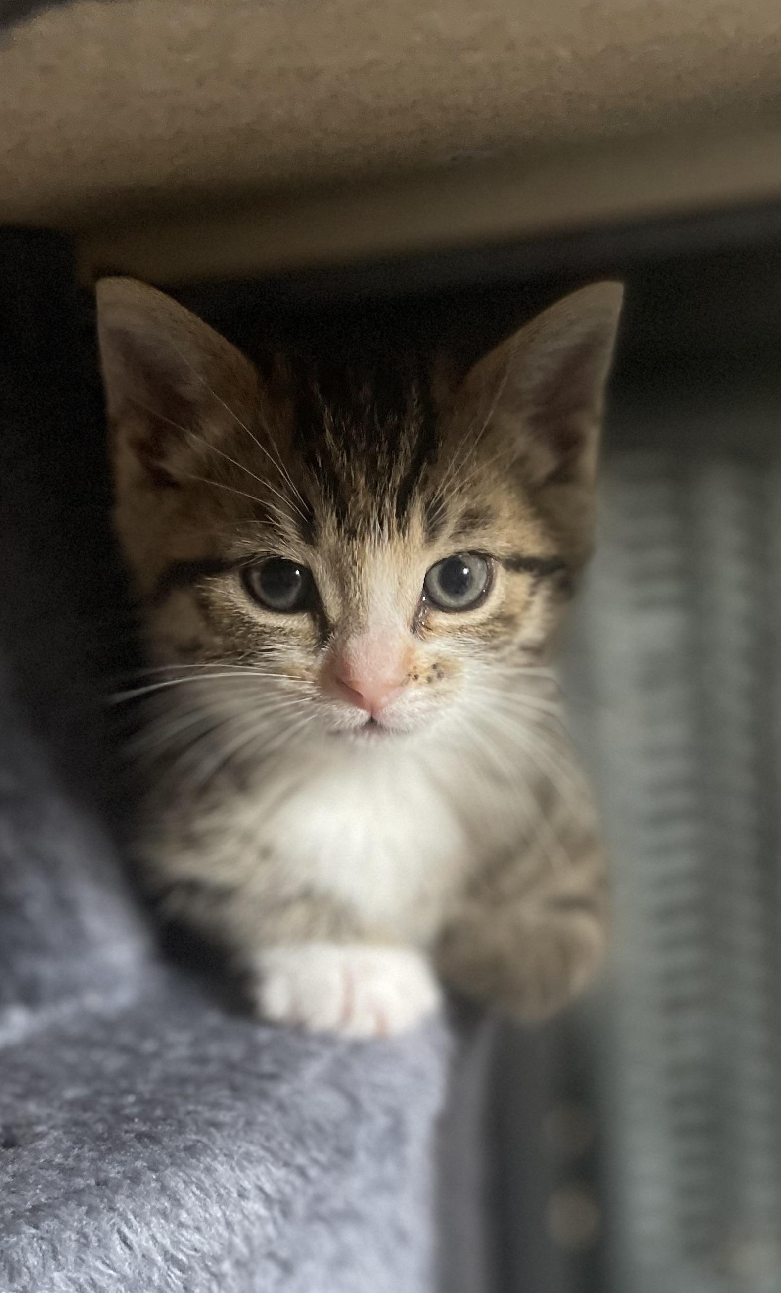 Peppa, an adopted Domestic Short Hair in Mississauga, ON image 1/4