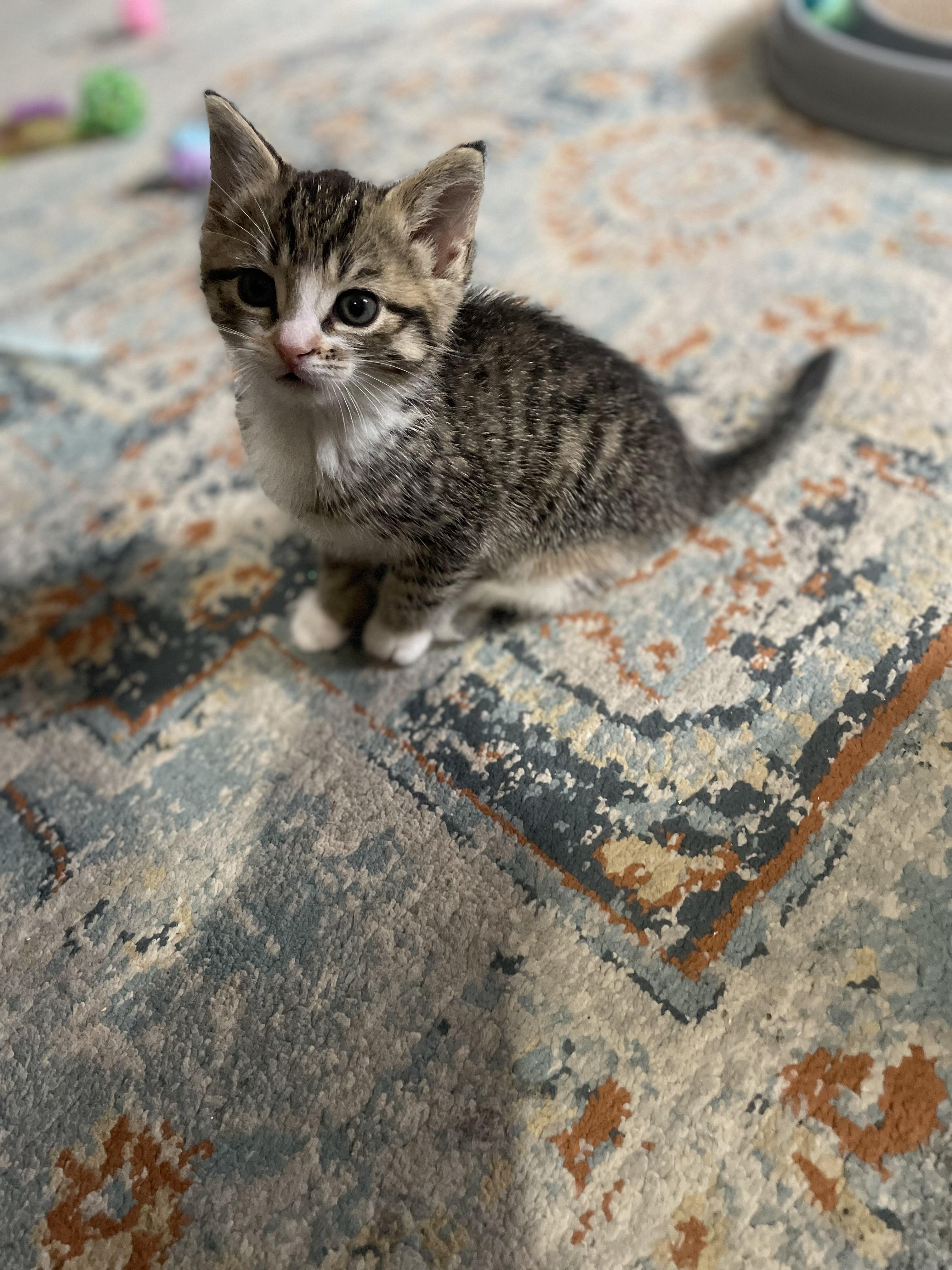 Peppa, an adopted Domestic Short Hair in Mississauga, ON image 3/4