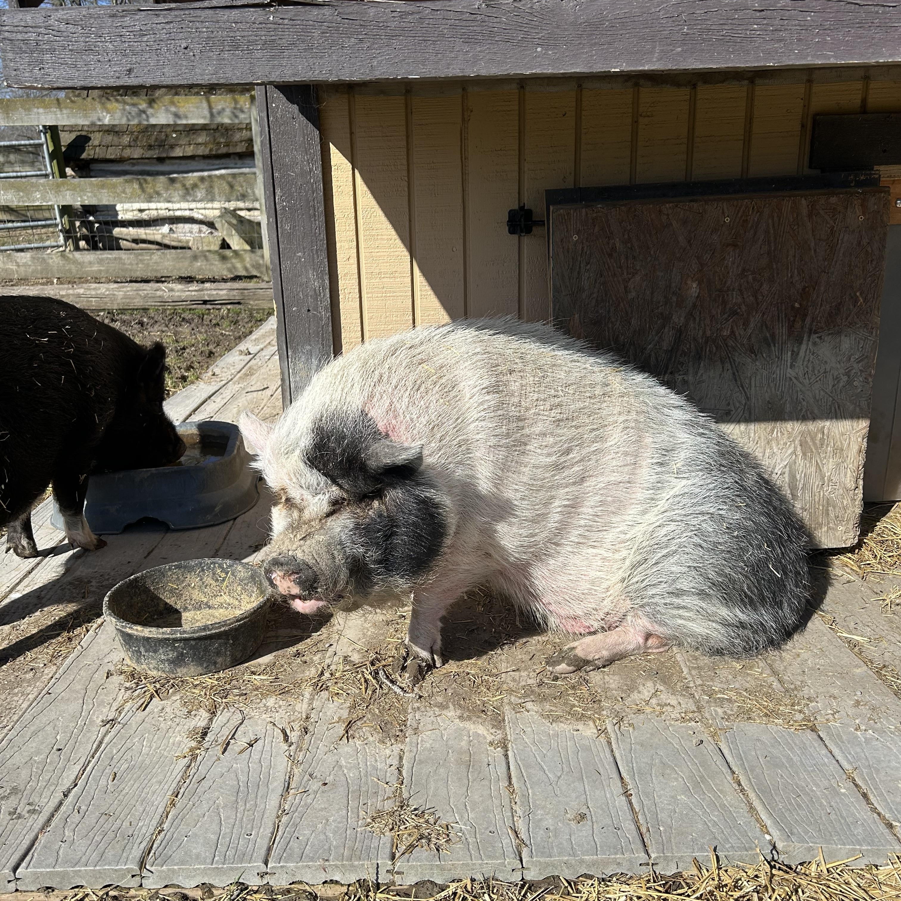 Tinkerbell, a Adoptable Pot Bellied in Ravenna, OH image 2/2