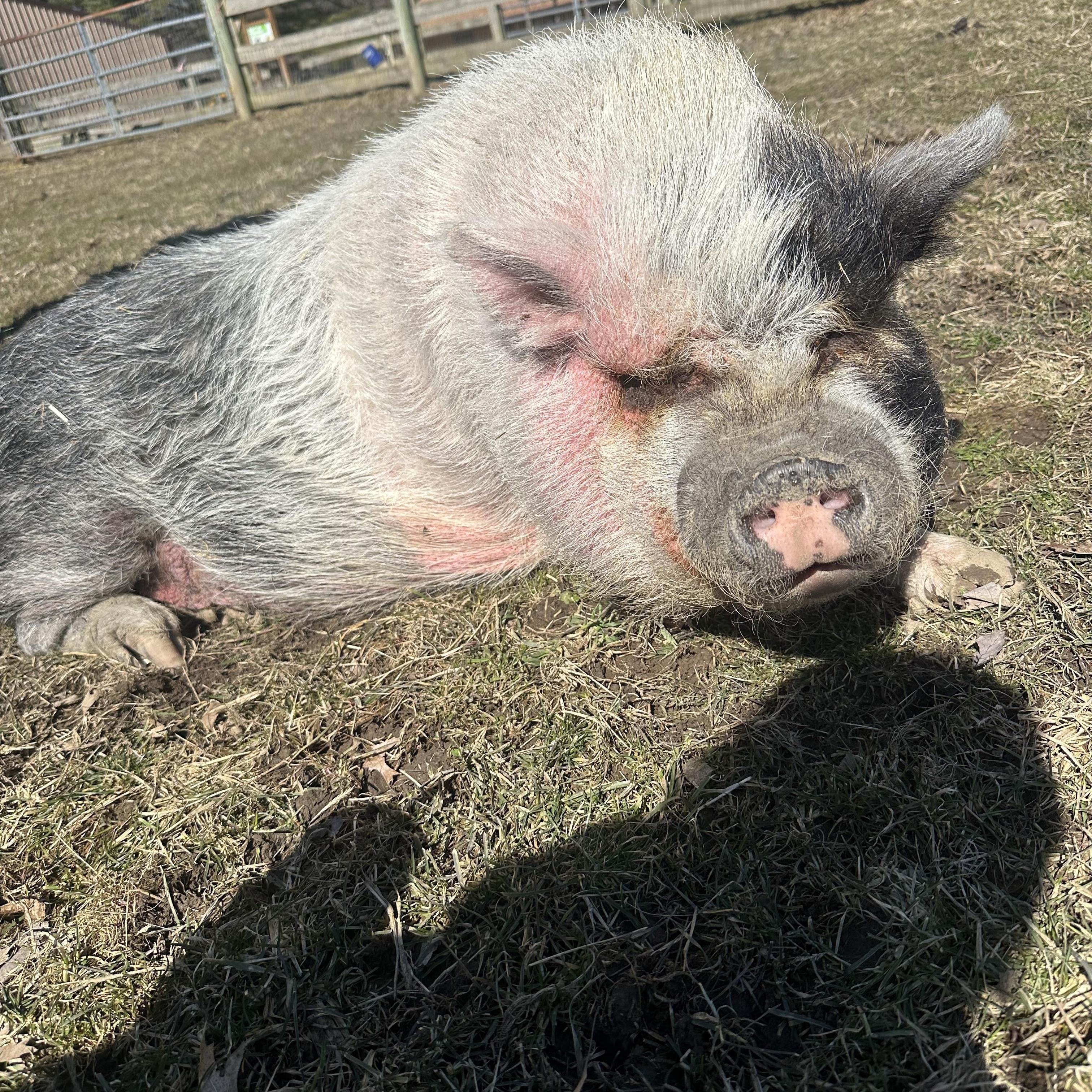 Tinkerbell, a Adoptable Pot Bellied in Ravenna, OH image 1/2