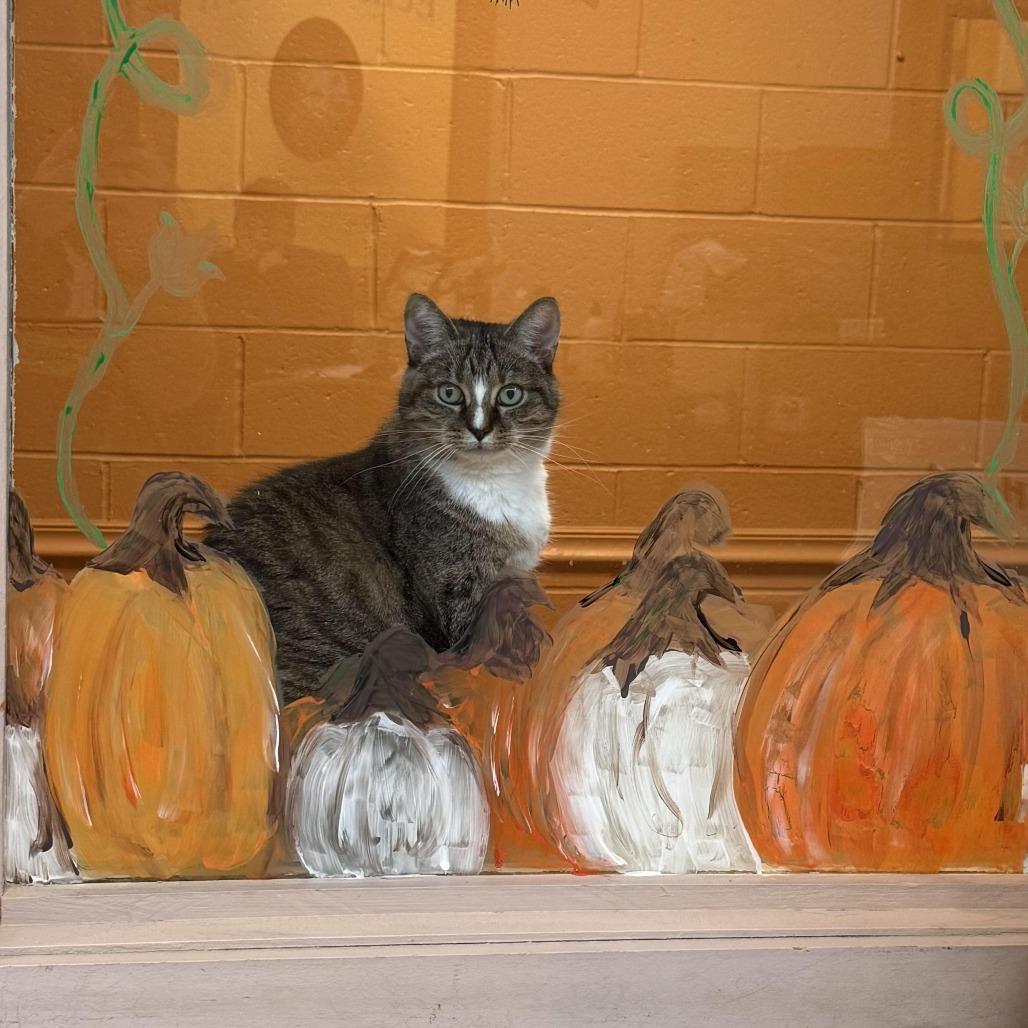 Honey, Adoptable, Adult Female Domestic Short Hair.