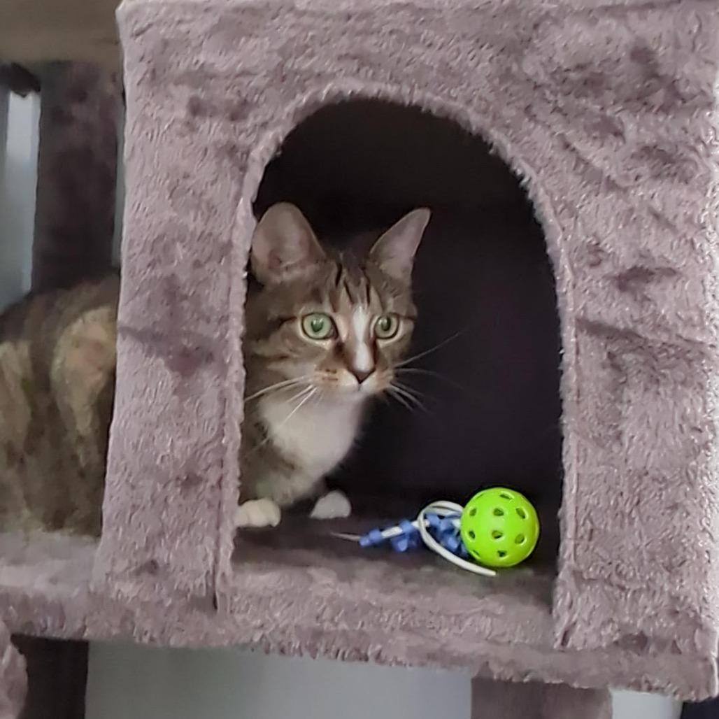 Honey, a Adoptable Domestic Short Hair in Bedford, NH image 3/6