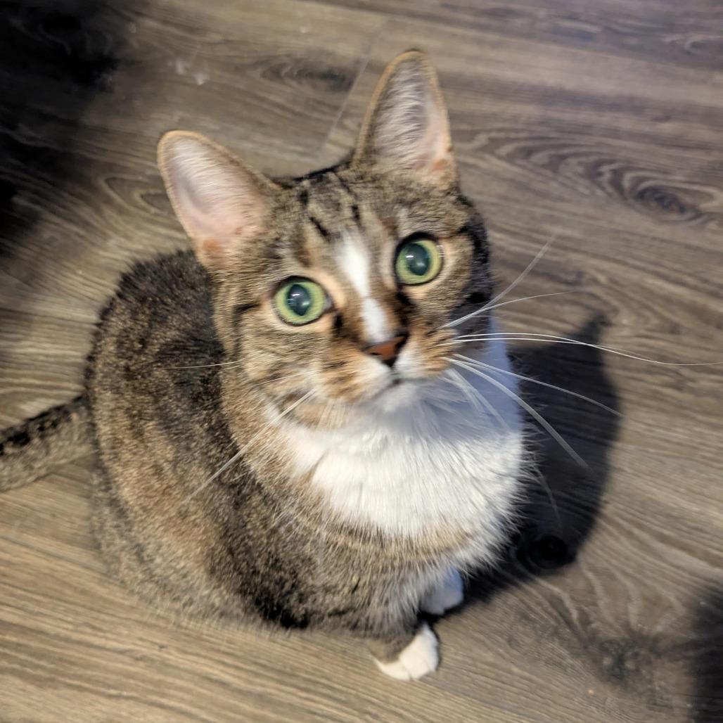 Honey, a Adoptable Domestic Short Hair in Bedford, NH image 4/6