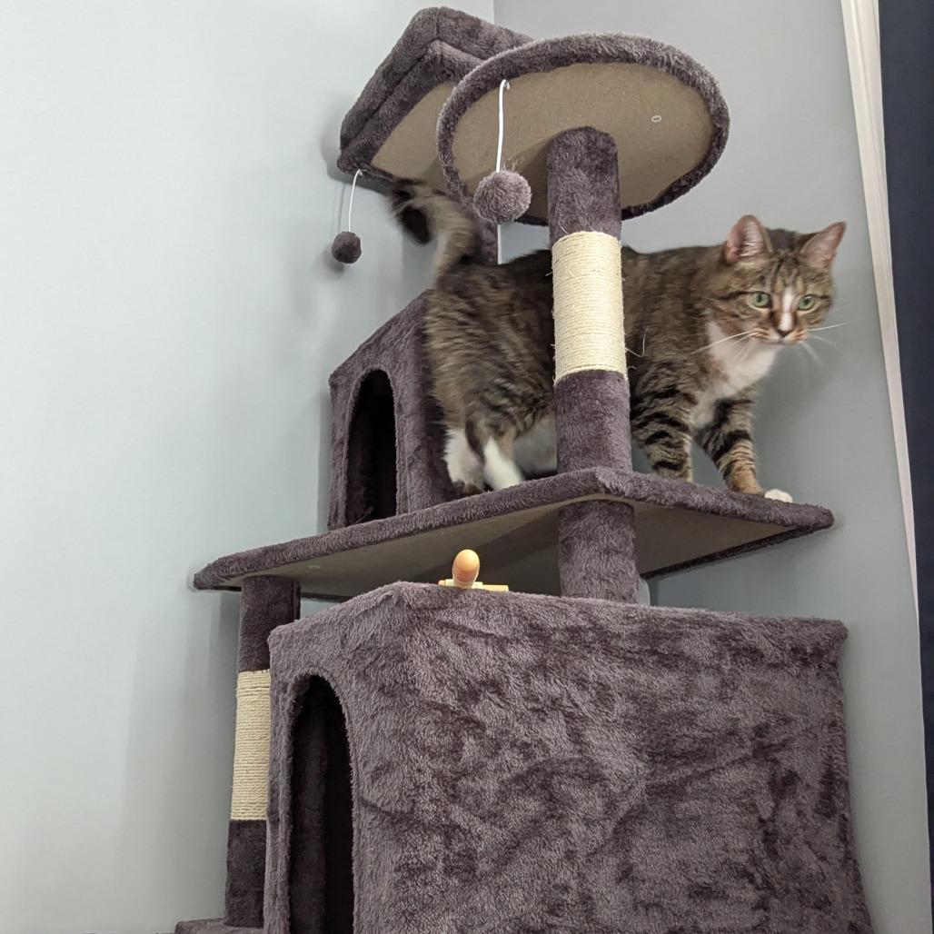 Honey, a Adoptable Domestic Short Hair in Bedford, NH image 6/6