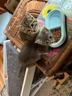 Enlarge Janice (& Jessa), a Adoptable Domestic Short Hair in Minneapolis, MN image 3/5