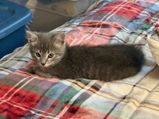 Enlarge Janice (& Jessa), a Adoptable Domestic Short Hair in Minneapolis, MN image 5/5
