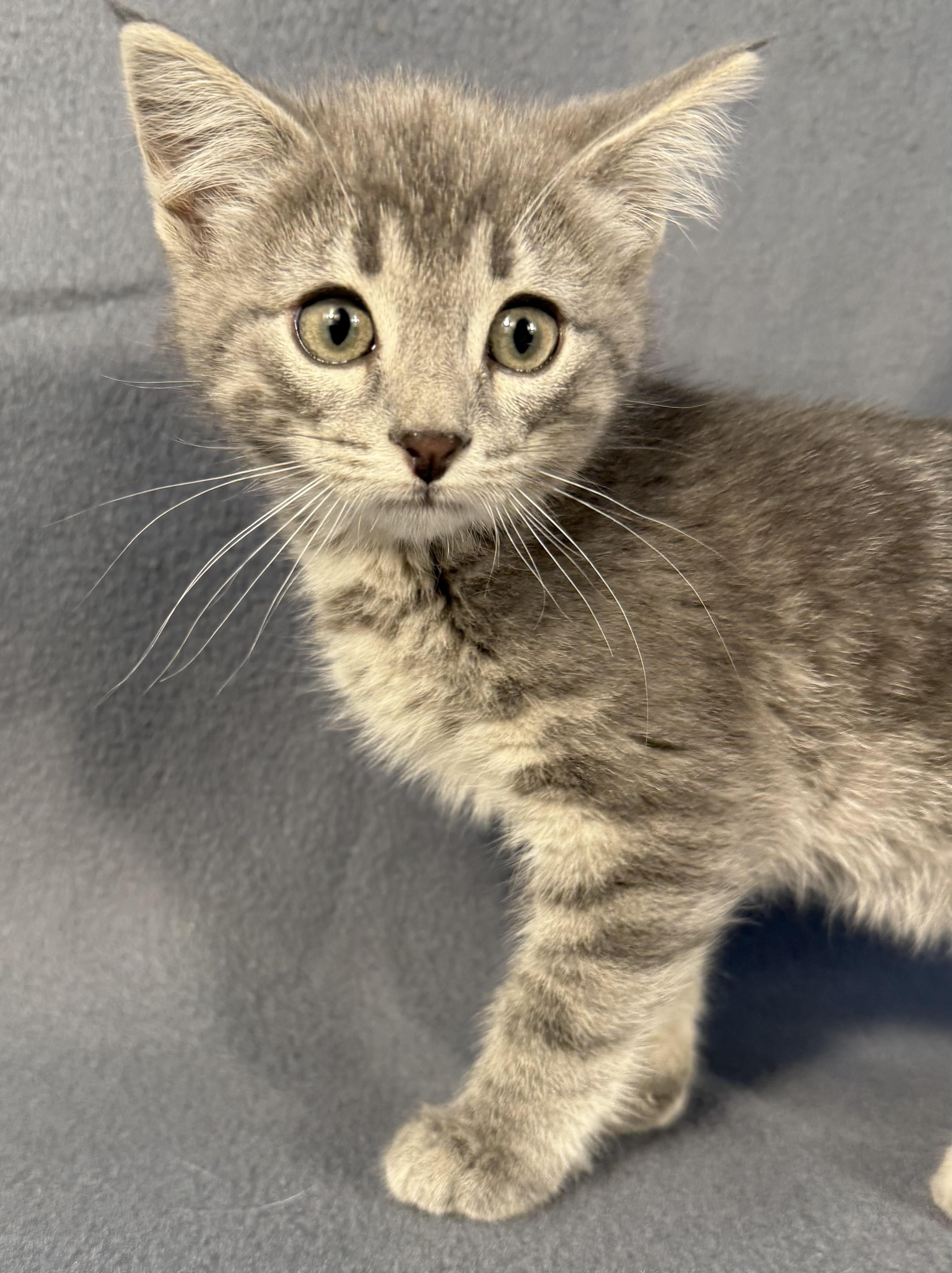 Enlarge Janice (& Jessa), a Adoptable Domestic Short Hair in Minneapolis, MN image 1/5