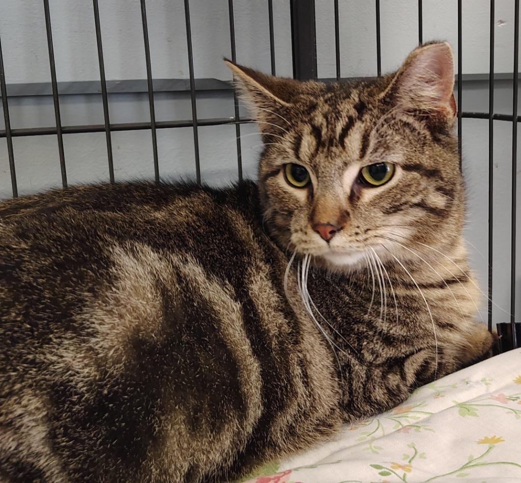 Enlarge Minnie, a Adoptable mixed breed in Saint Clairsville, OH image 1/1