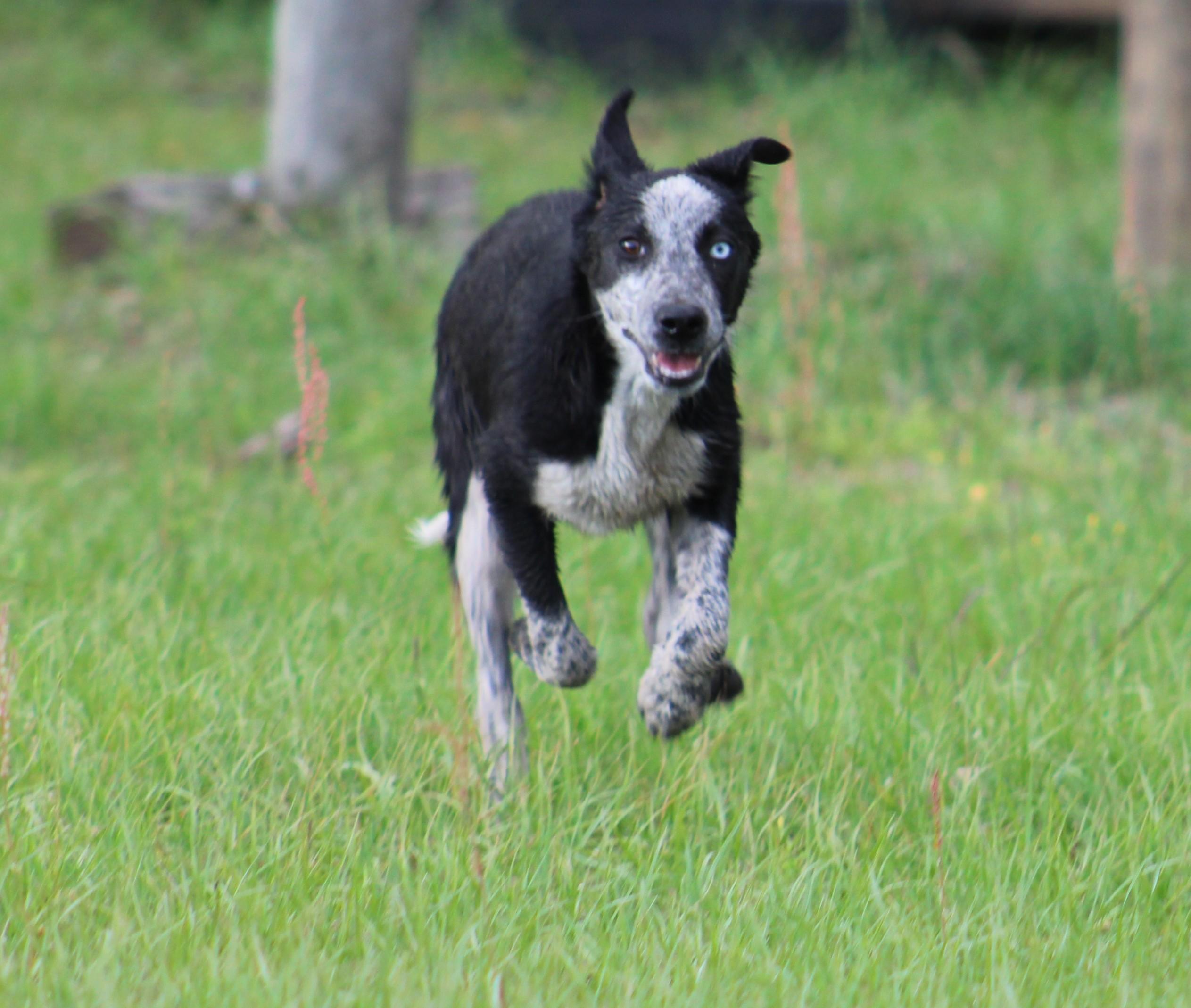 OPAL, a ADOPTABLE mixed breed in Jesup, GA image 2/6