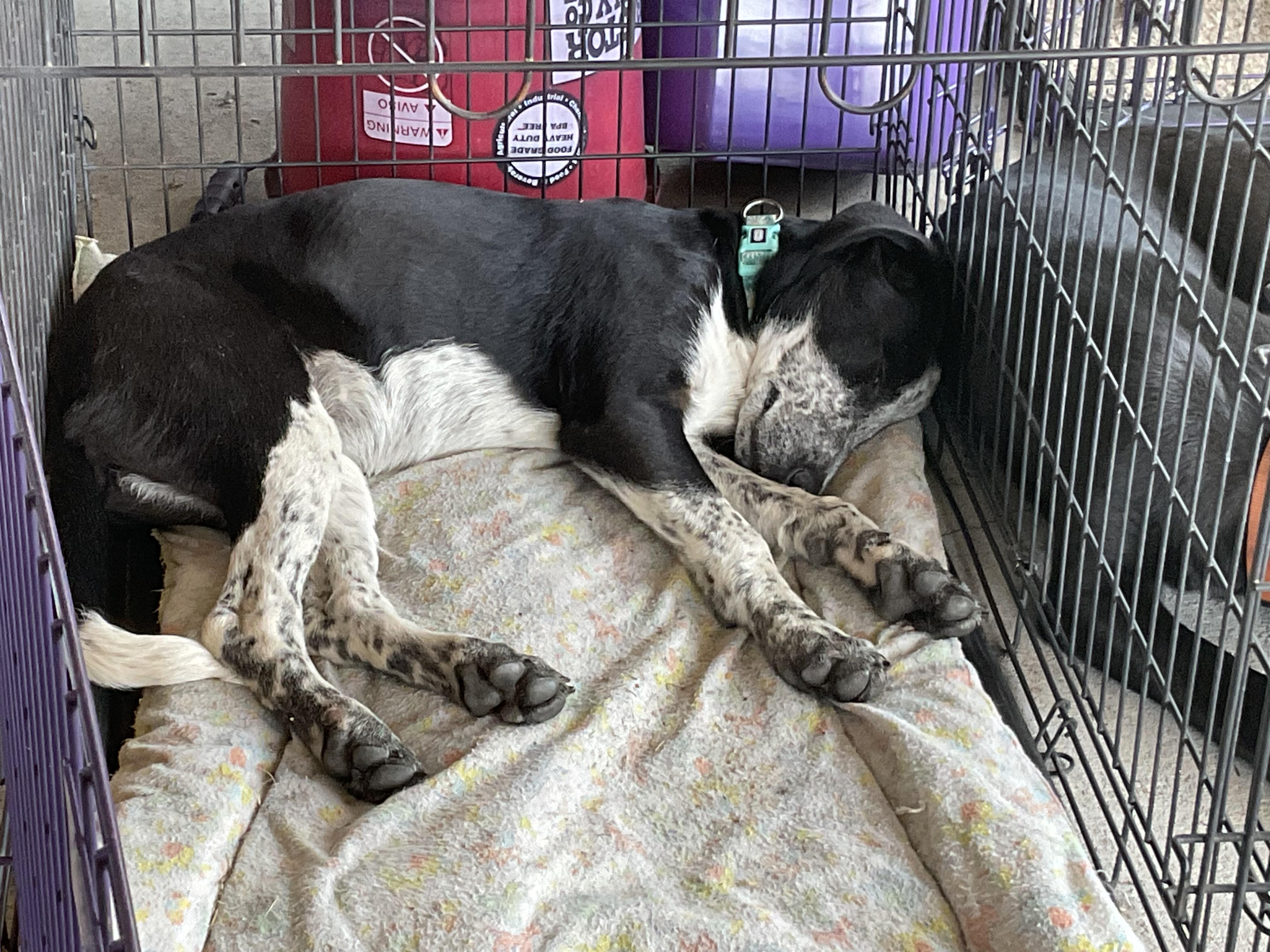 Enlarge OPAL, a ADOPTABLE mixed breed in Jesup, GA image 5/5