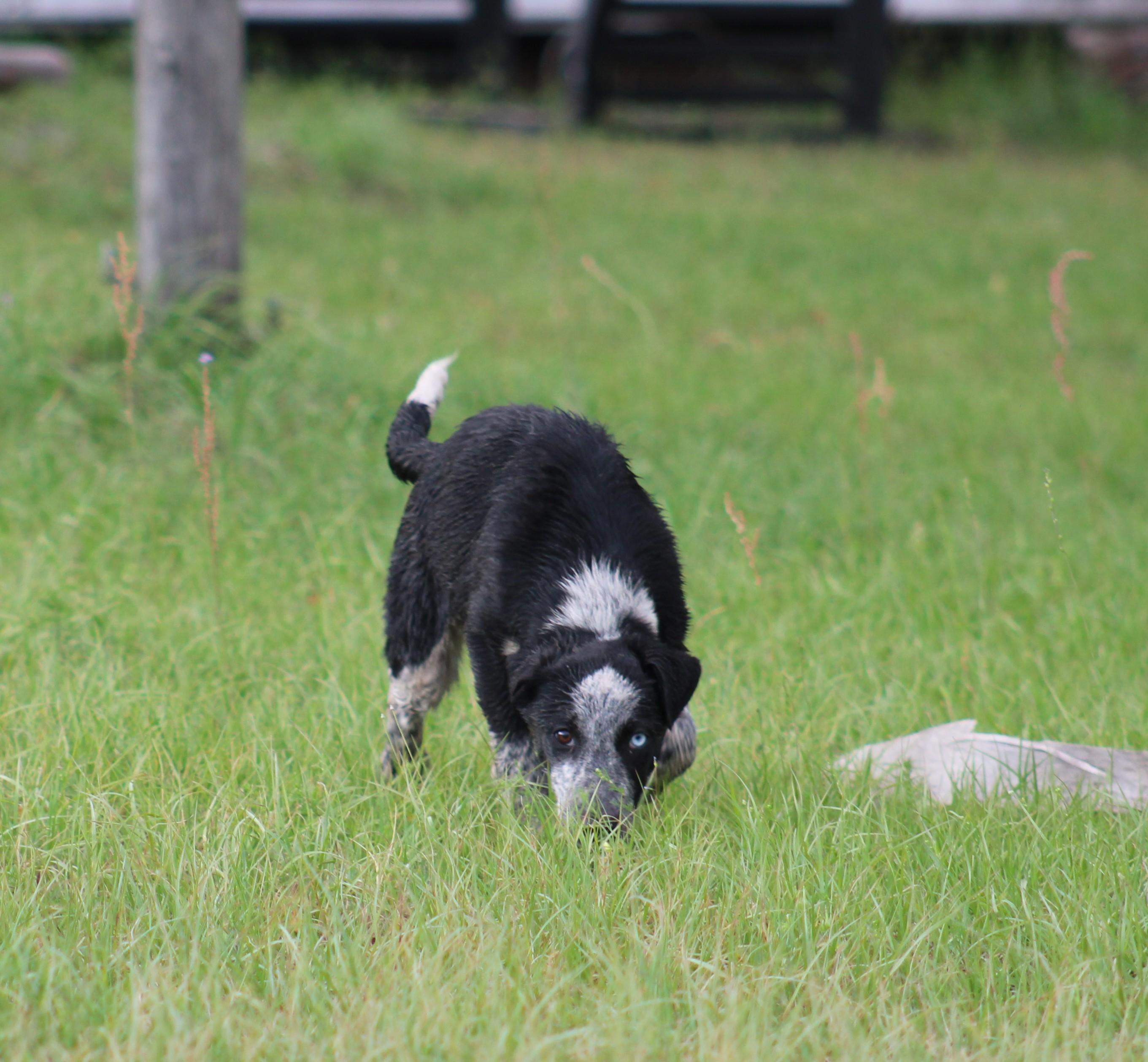 OPAL, a ADOPTABLE mixed breed in Jesup, GA image 6/6