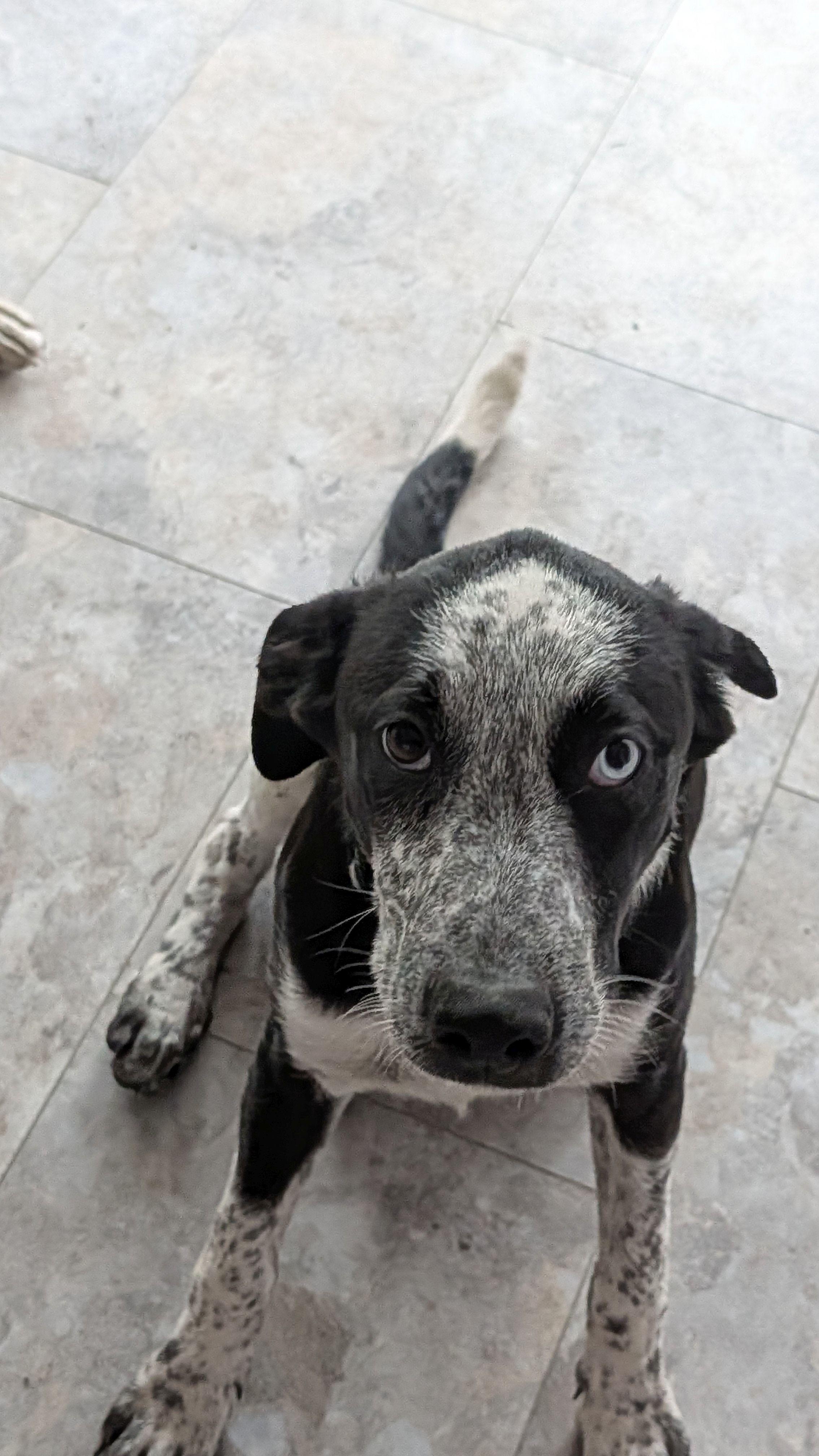 OPAL, ADOPTABLE, Puppy Female German Shepherd Dog & Australian Shepherd.