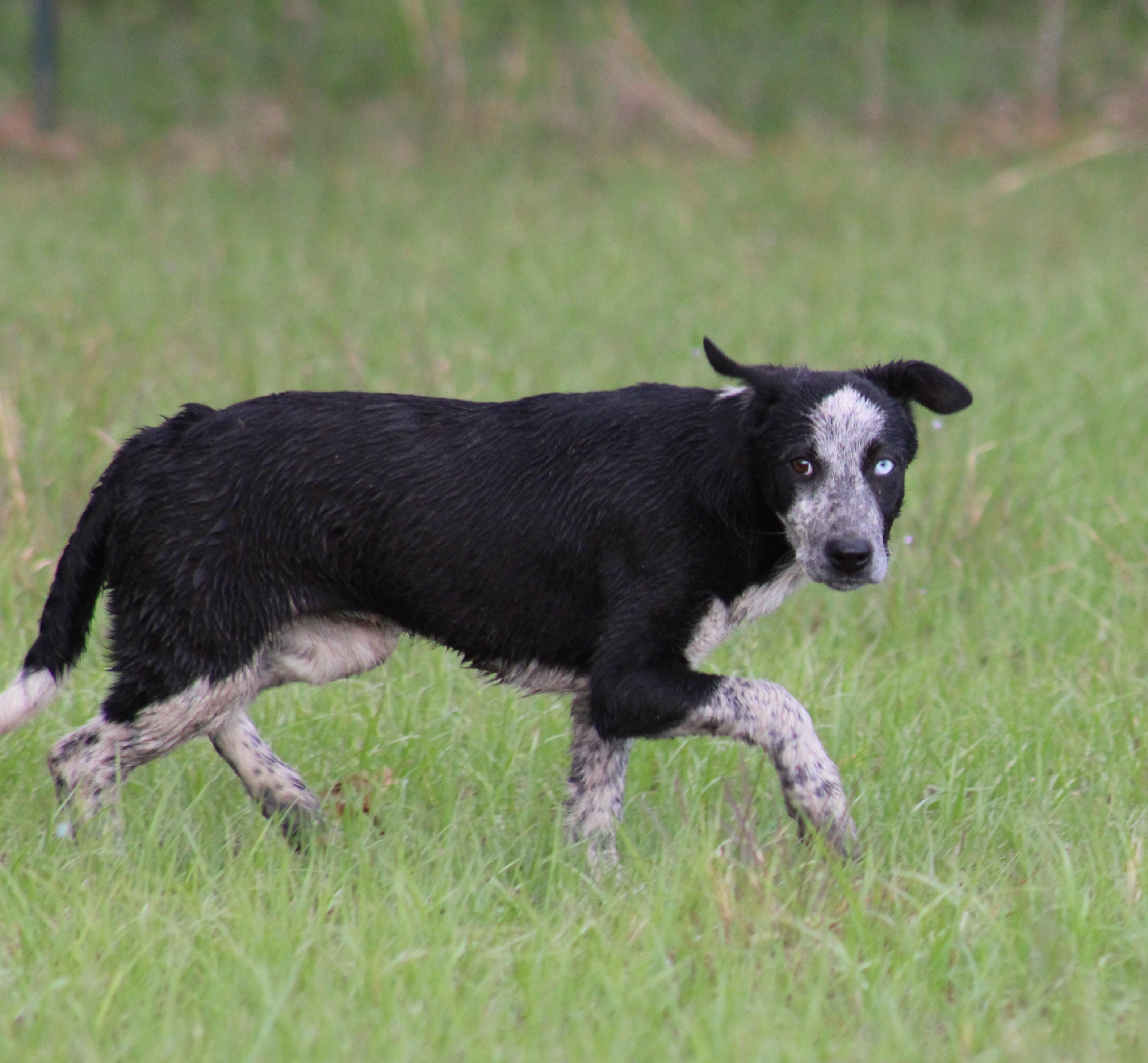 OPAL, a ADOPTABLE mixed breed in Jesup, GA image 1/6