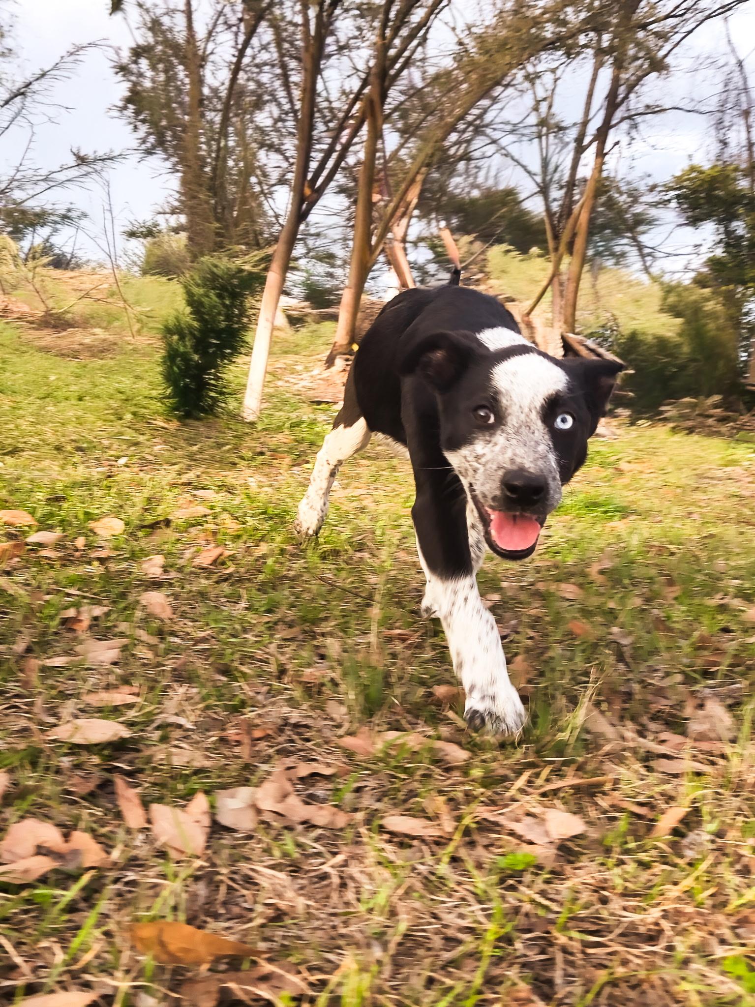 OPAL, a ADOPTABLE mixed breed in Jesup, GA image 3/6