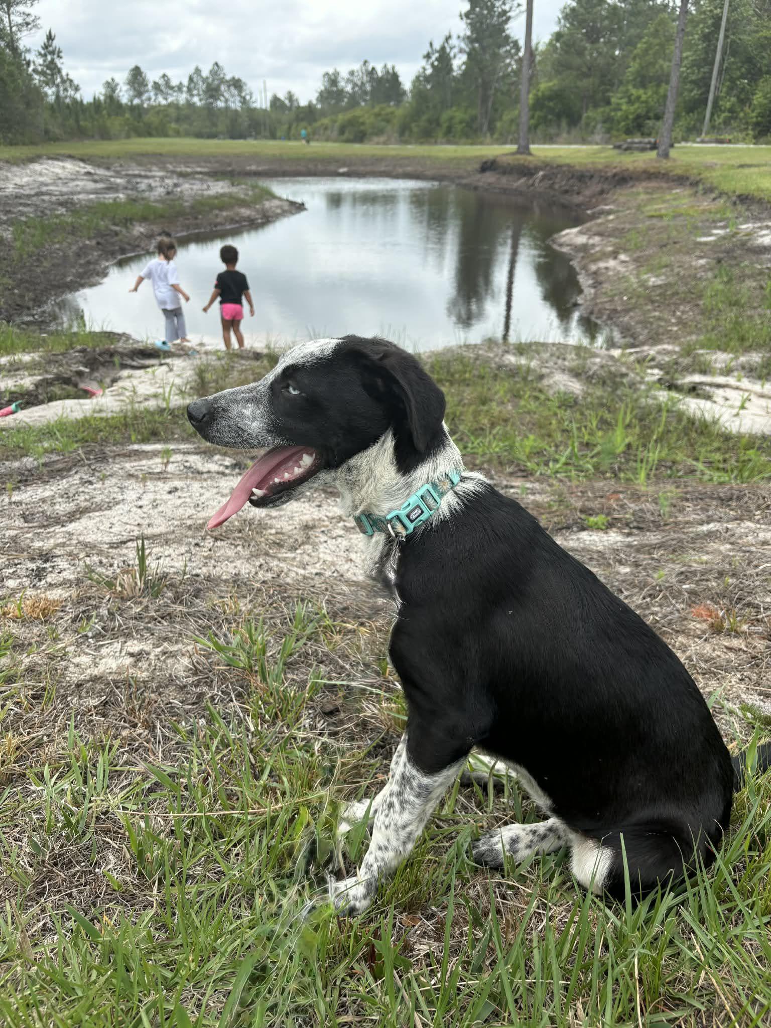 OPAL, ADOPTABLE, Puppy Female German Shepherd Dog & Australian Shepherd.