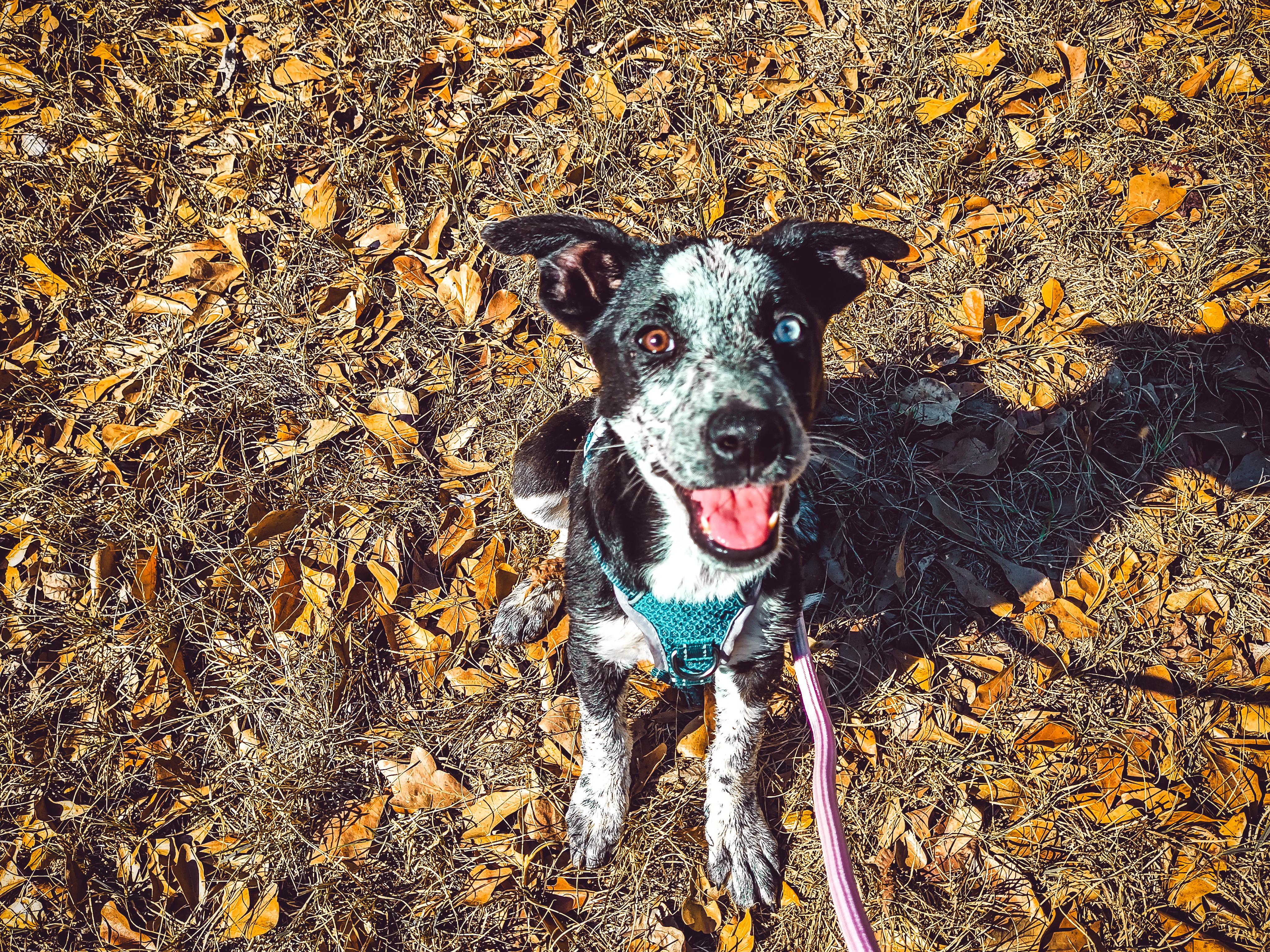 OPAL, a ADOPTABLE mixed breed in Jesup, GA image 5/6