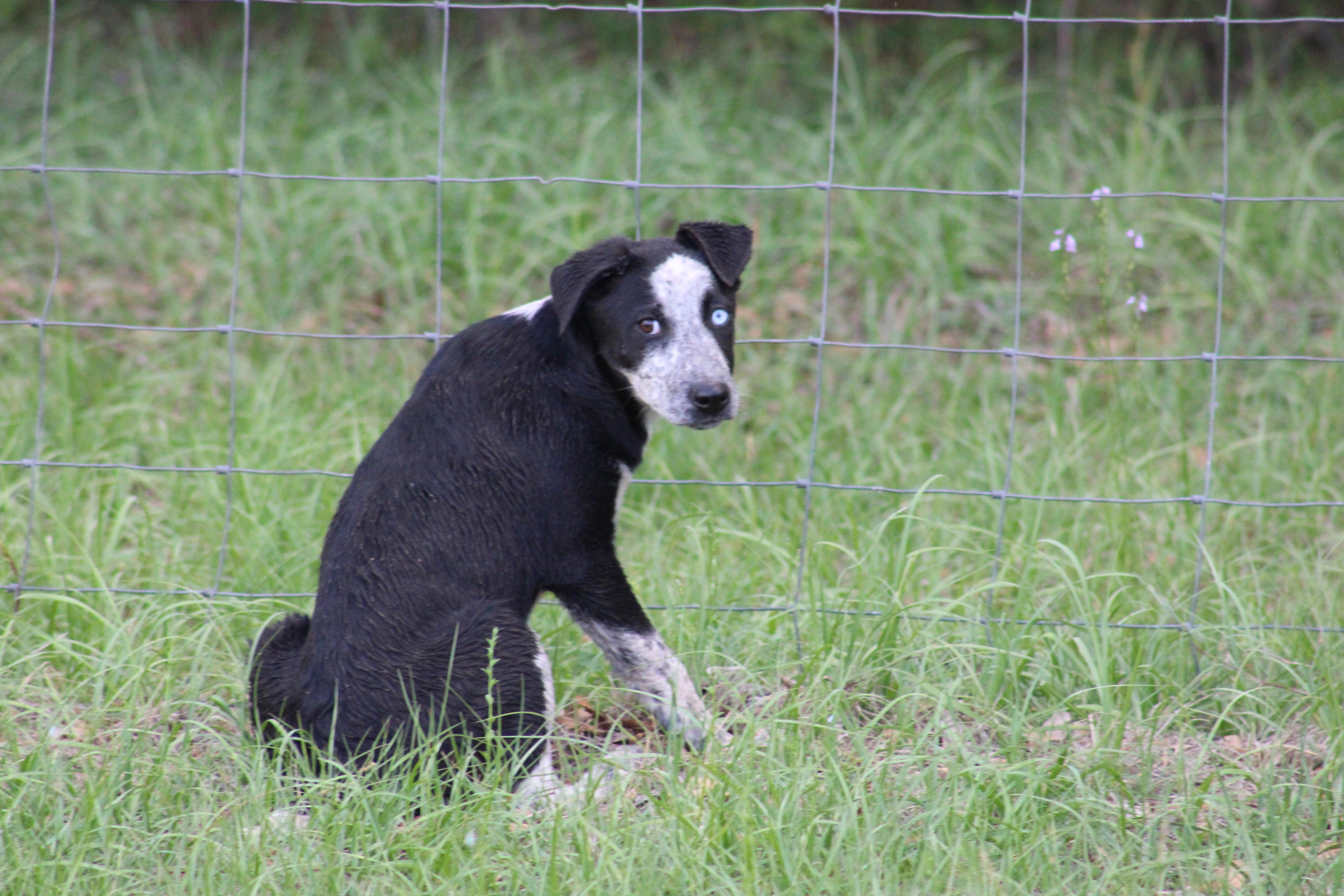 OPAL, a ADOPTABLE mixed breed in Jesup, GA image 4/6
