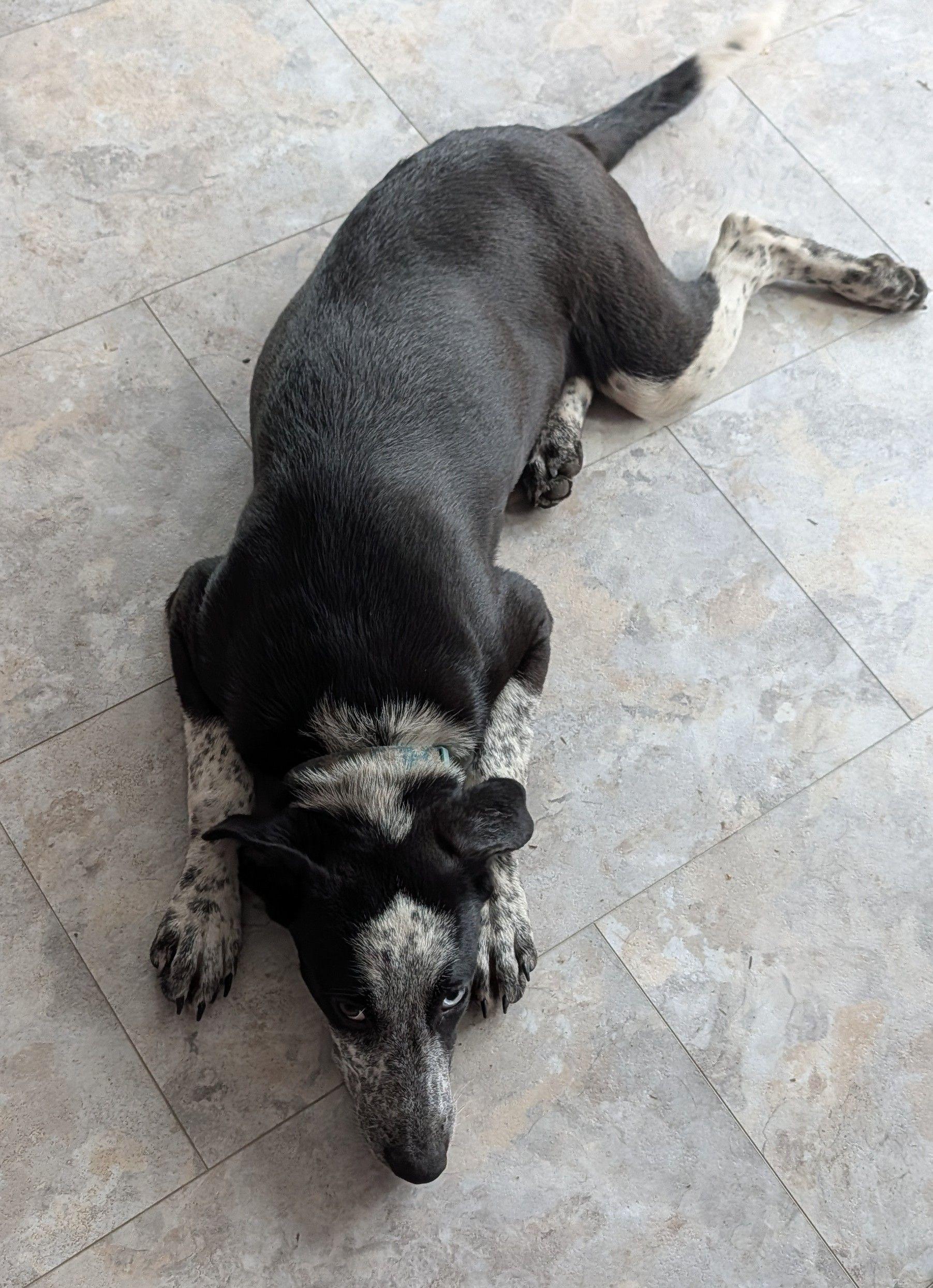 Enlarge OPAL, a ADOPTABLE mixed breed in Jesup, GA image 4/5