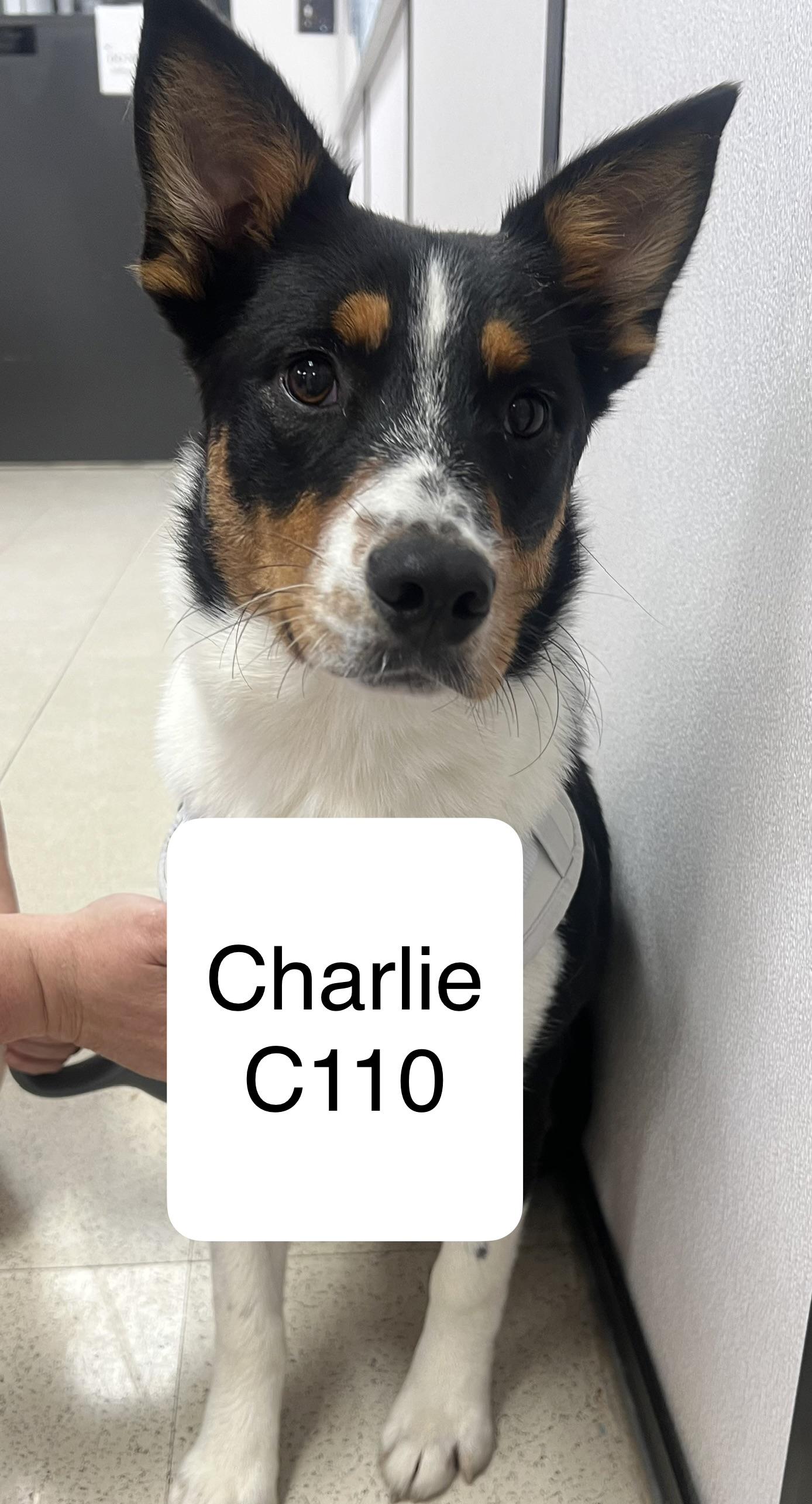 Charlie C110, Adoptable, Adult Male Australian Shepherd.