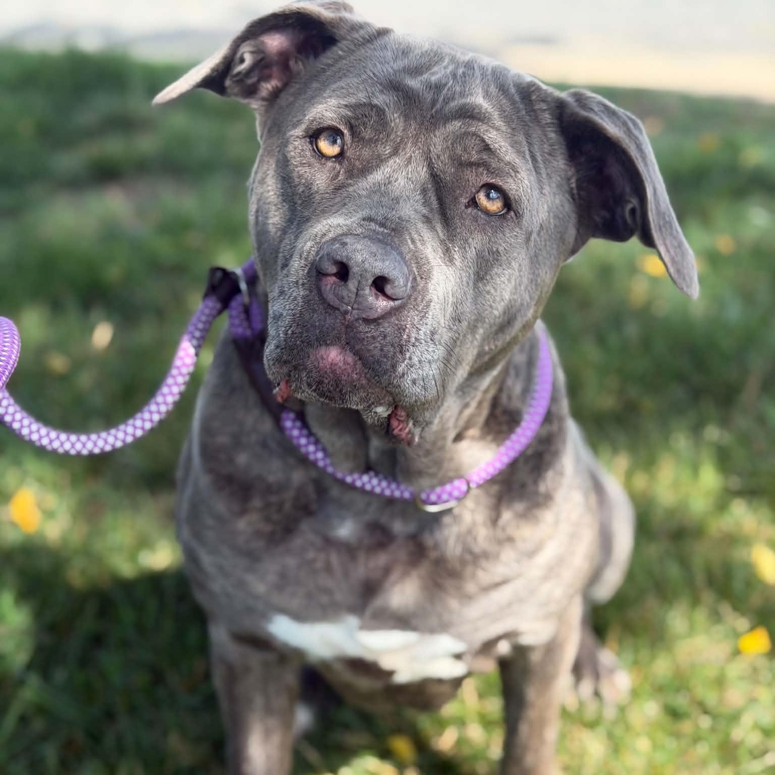 26-00654 SAPPHIRE, ADOPTABLE, Adult Female Mastiff.