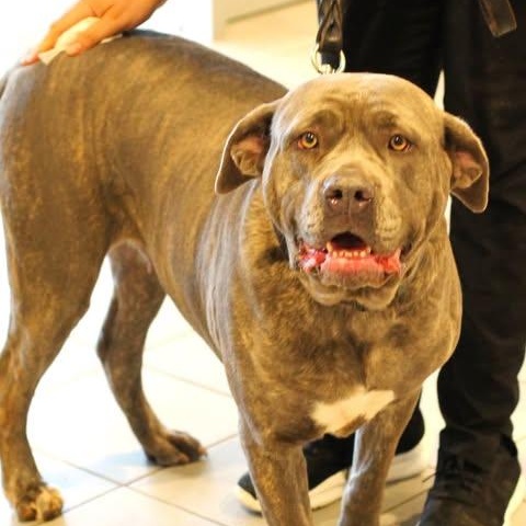 Enlarge 26-00654 SAPPHIRE, a ADOPTABLE mixed breed in Fredericksburg, VA image 2/2