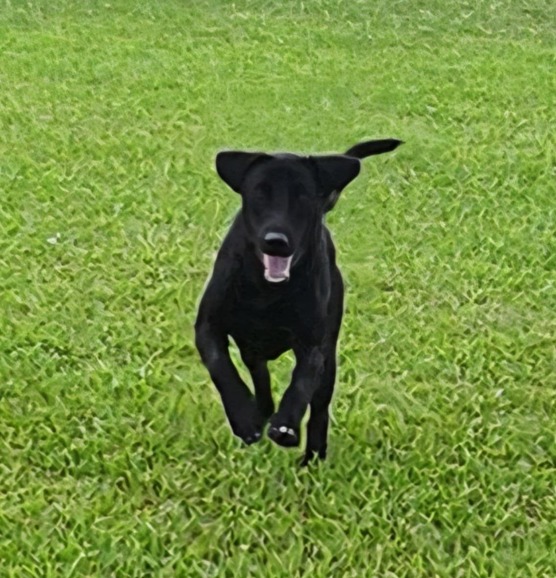 Enlarge Jett, a Adoptable Black Labrador Retriever in Clarksburg, MD image 4/6