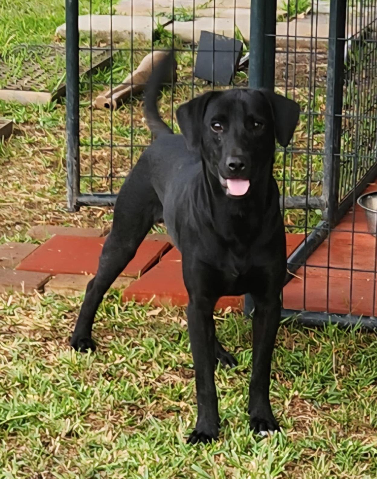 Enlarge Jett, a Adoptable Black Labrador Retriever in Clarksburg, MD image 1/6