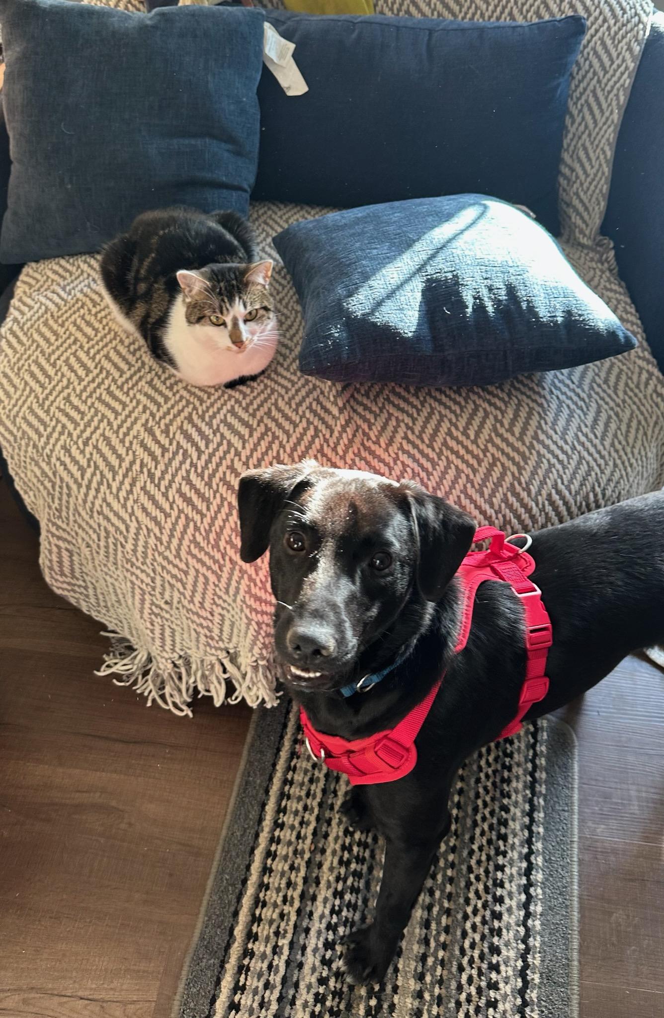 Enlarge Jett, a Adoptable Black Labrador Retriever in Clarksburg, MD image 2/6