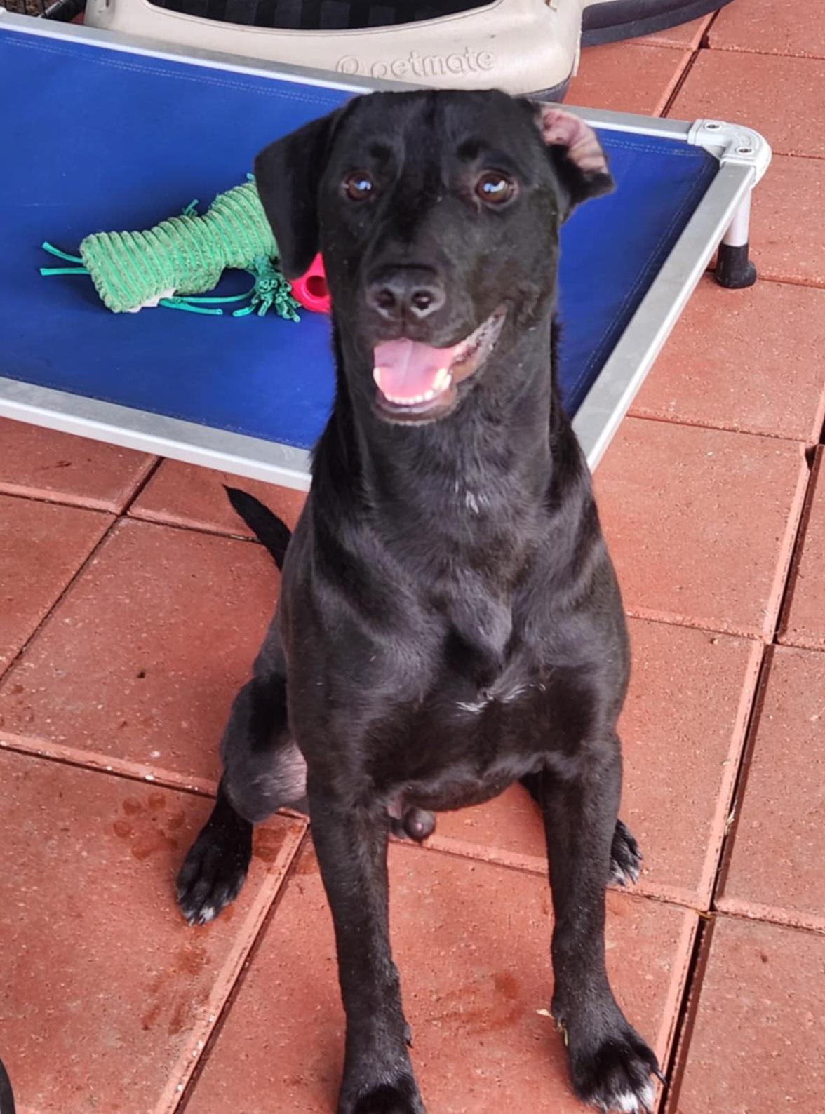 Enlarge Jett, a Adoptable Black Labrador Retriever in Clarksburg, MD image 3/6