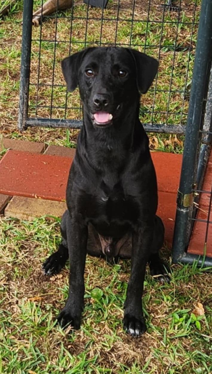 Enlarge Jett, a Adoptable Black Labrador Retriever in Clarksburg, MD image 6/6
