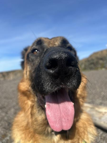 Ozzy, Adoptable, Adult Male German Shepherd Dog.