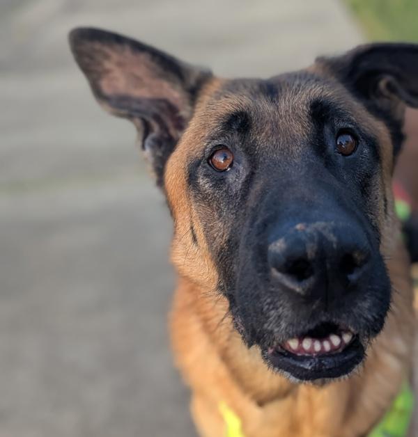 Enlarge Ozzy, a Adoptable mixed breed in Santa Rosa, CA image 3/6