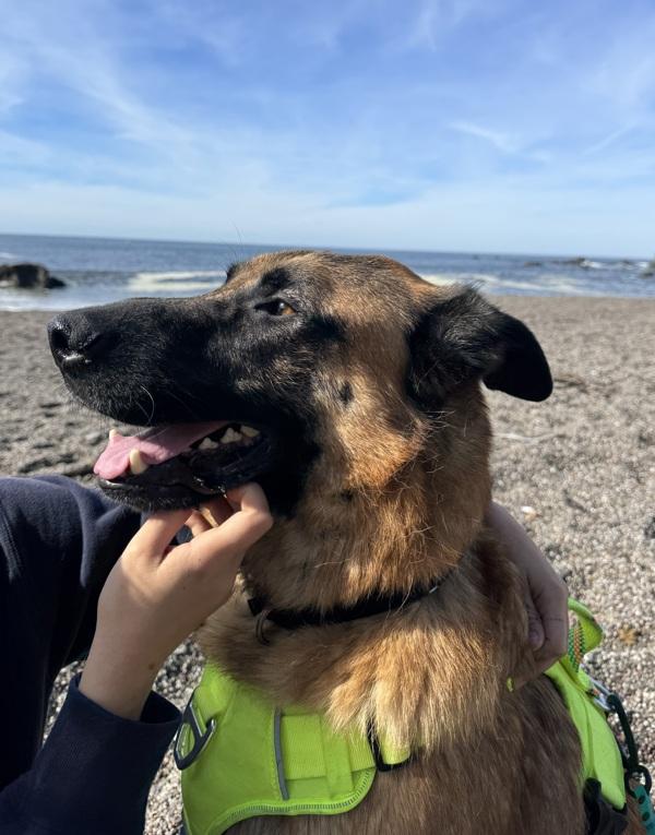 Enlarge Ozzy, a Adoptable mixed breed in Santa Rosa, CA image 4/6