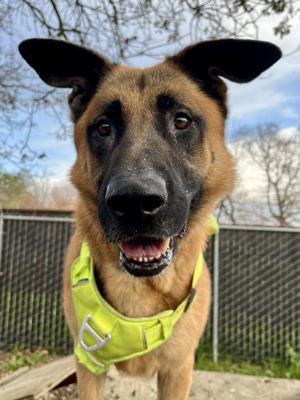 Enlarge Ozzy, a Adoptable mixed breed in Santa Rosa, CA image 6/6
