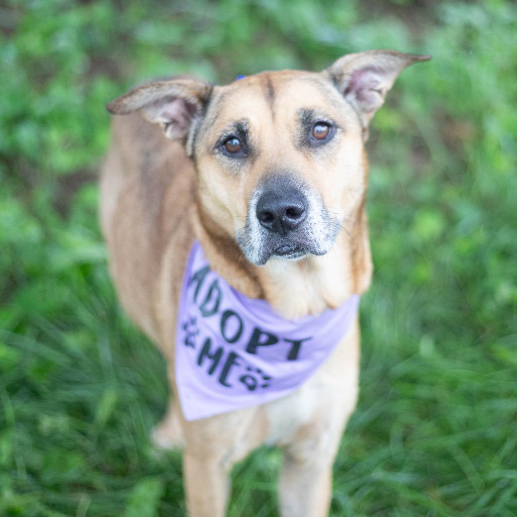 Lola Bunny, Adoptable, Adult Female German Shepherd Dog.