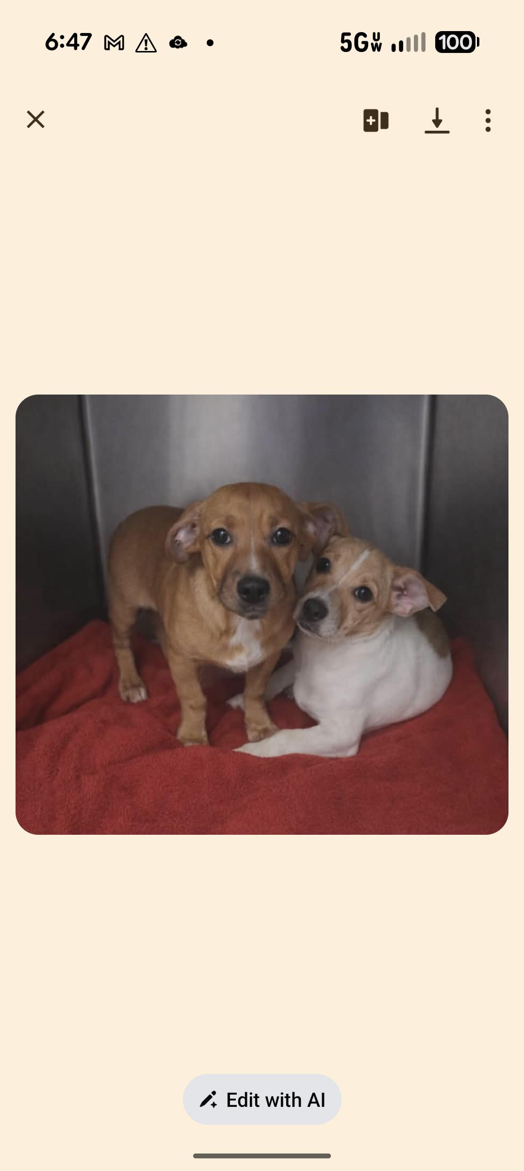 FINN, ADOPTABLE, Puppy Male Jack Russell Terrier.