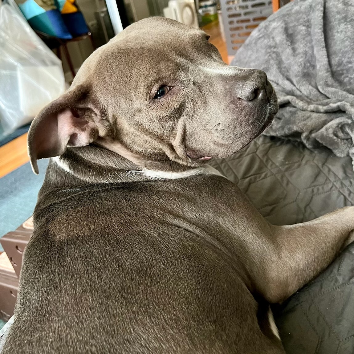 Cora
