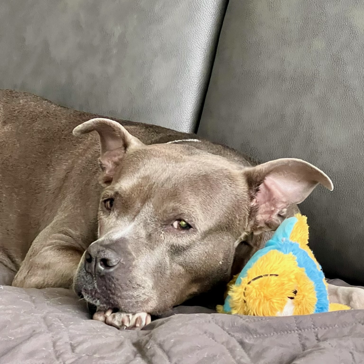Cora