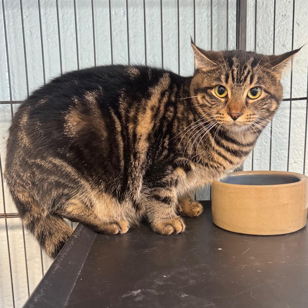 Enlarge Loca, a Adoptable Domestic Short Hair in Easton, PA image 1/6