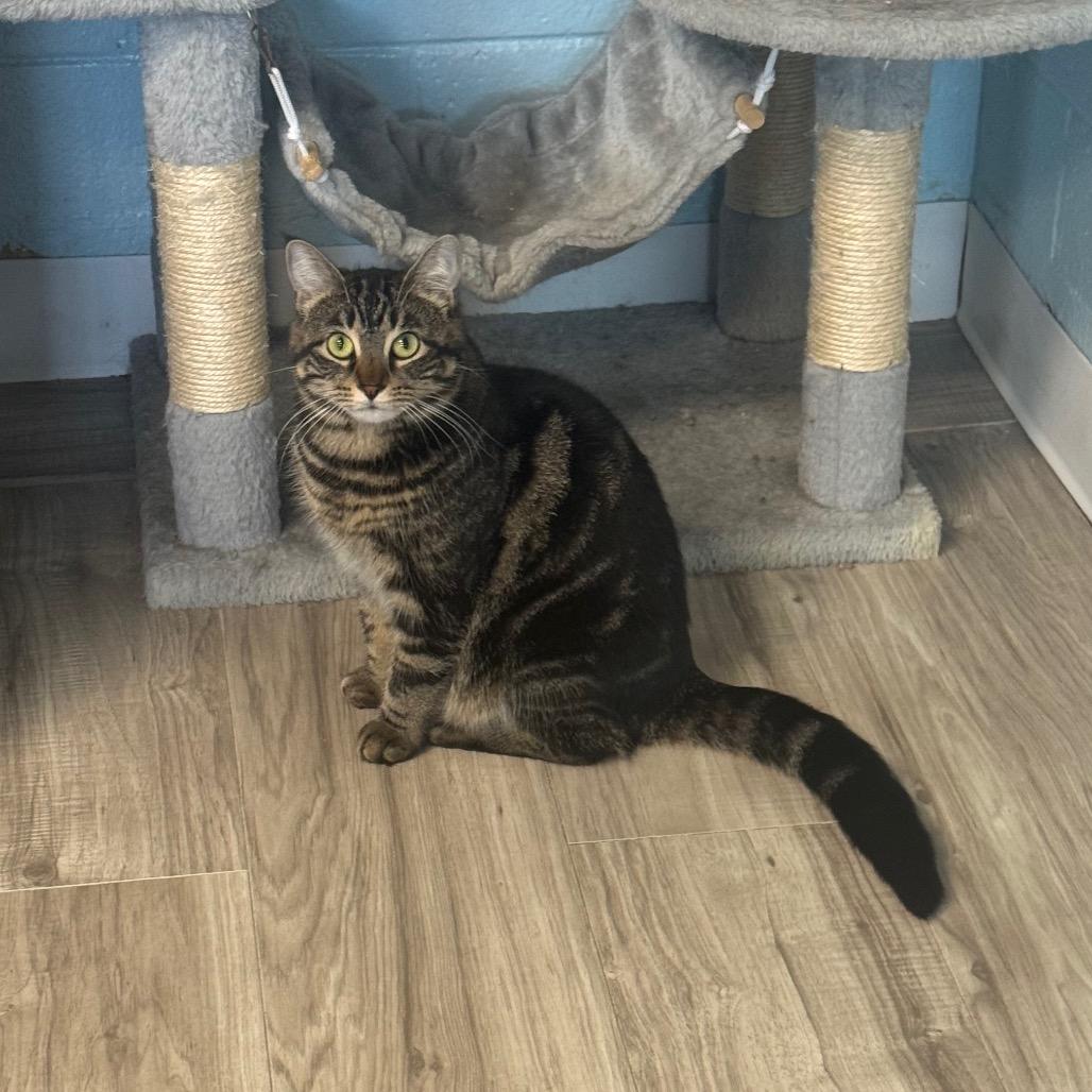 Enlarge Loca, a Adoptable Domestic Short Hair in Easton, PA image 2/6