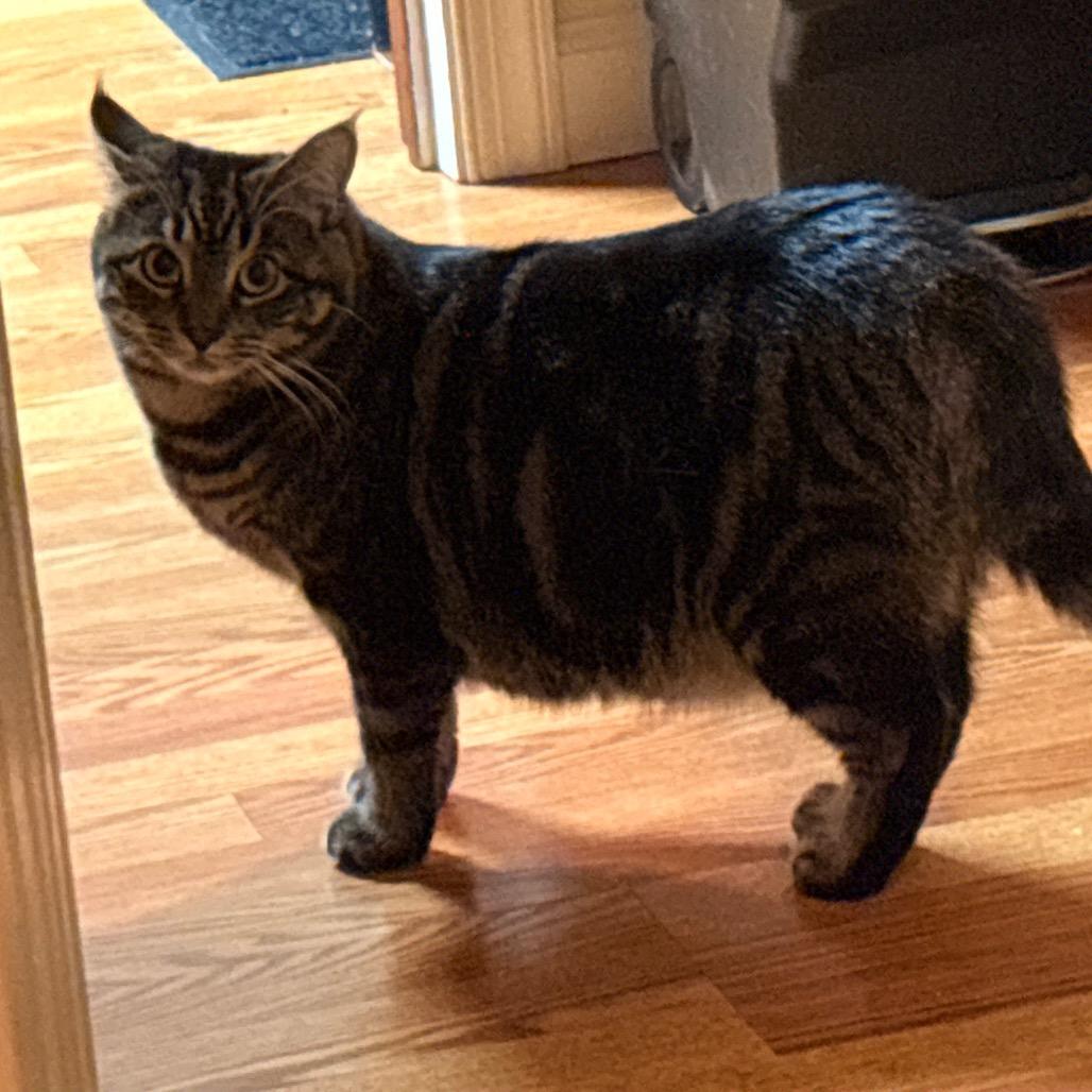 Enlarge Loca, a Adoptable Domestic Short Hair in Easton, PA image 3/6