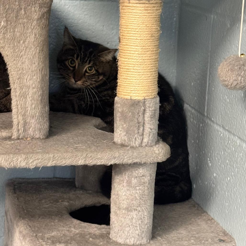 Enlarge Loca, a Adoptable Domestic Short Hair in Easton, PA image 4/6